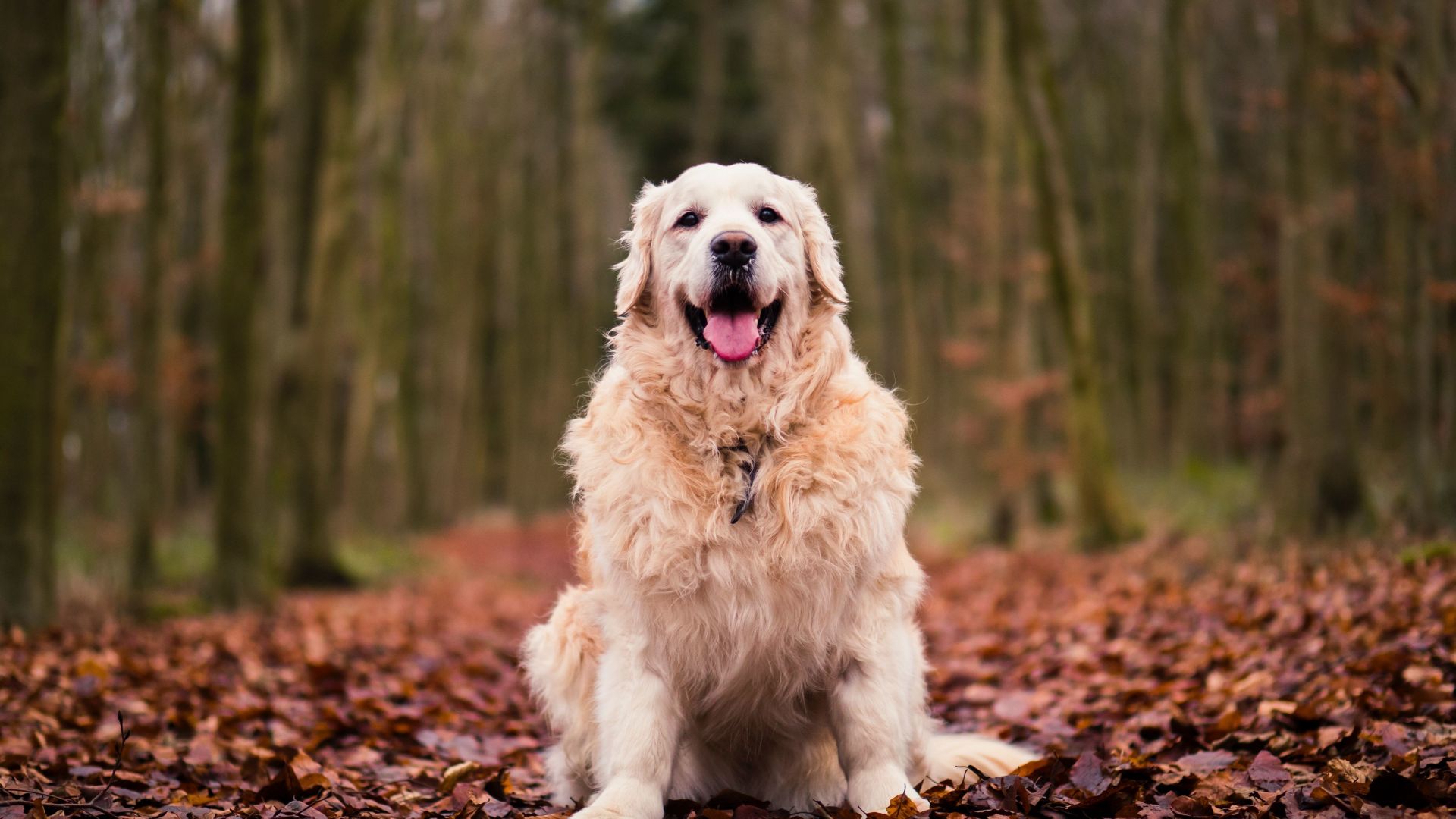 Wallpaper Dog, Golden Retriever, sitting, autumn, foliage, 5k