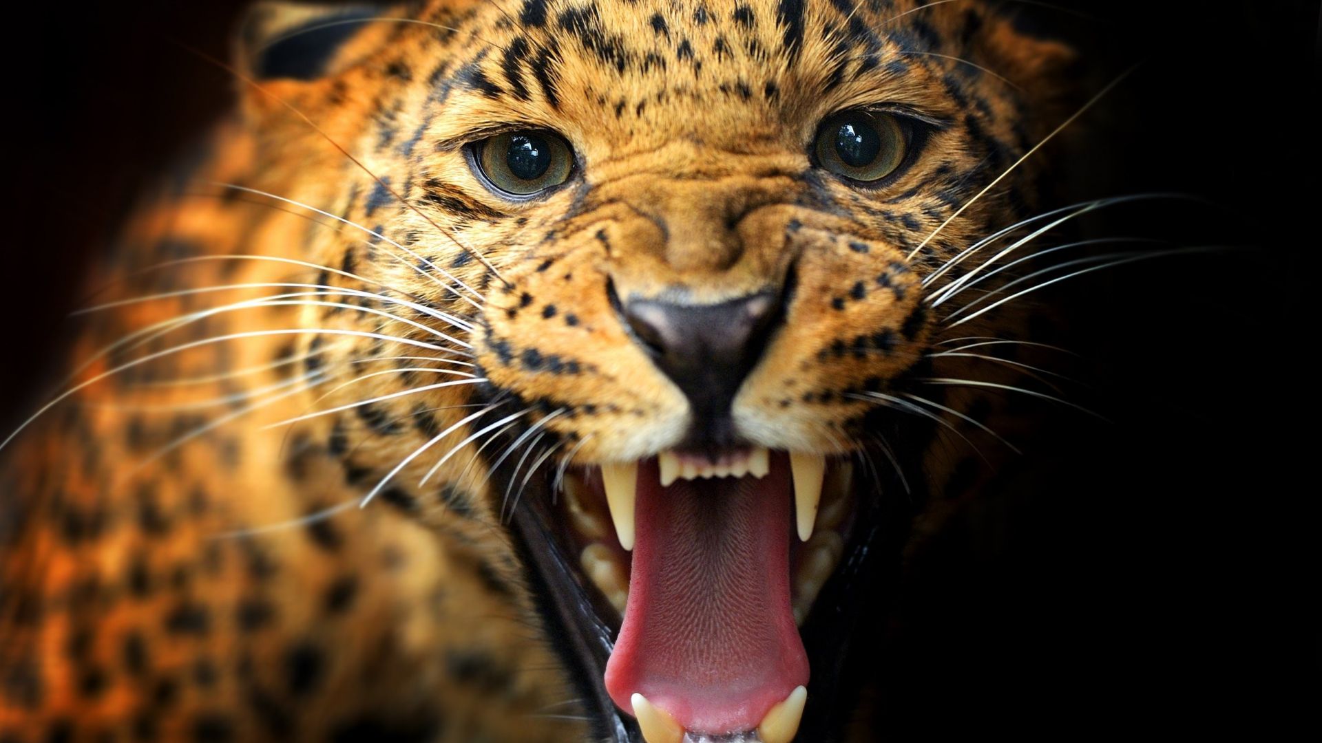 Wallpaper Face of leopard animal