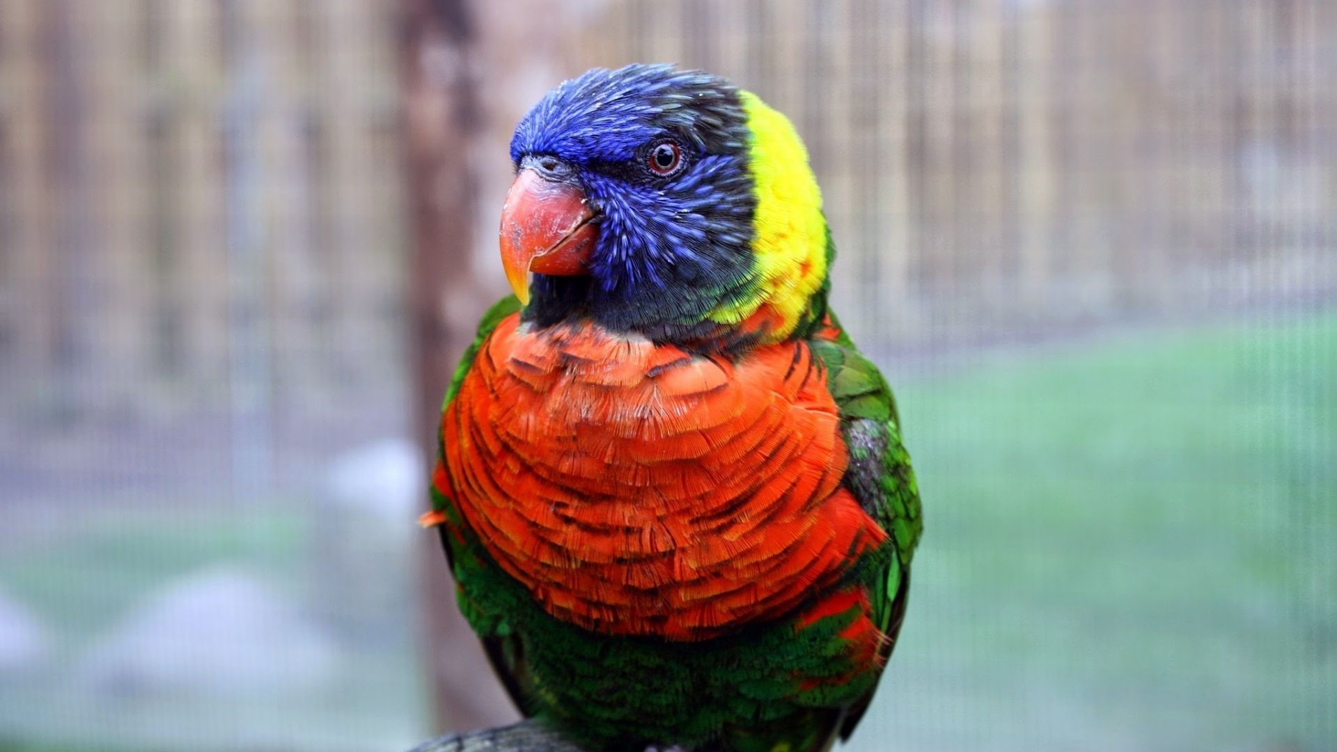 Wallpaper Colorful, parrot, Rainbow lorikeet, bird