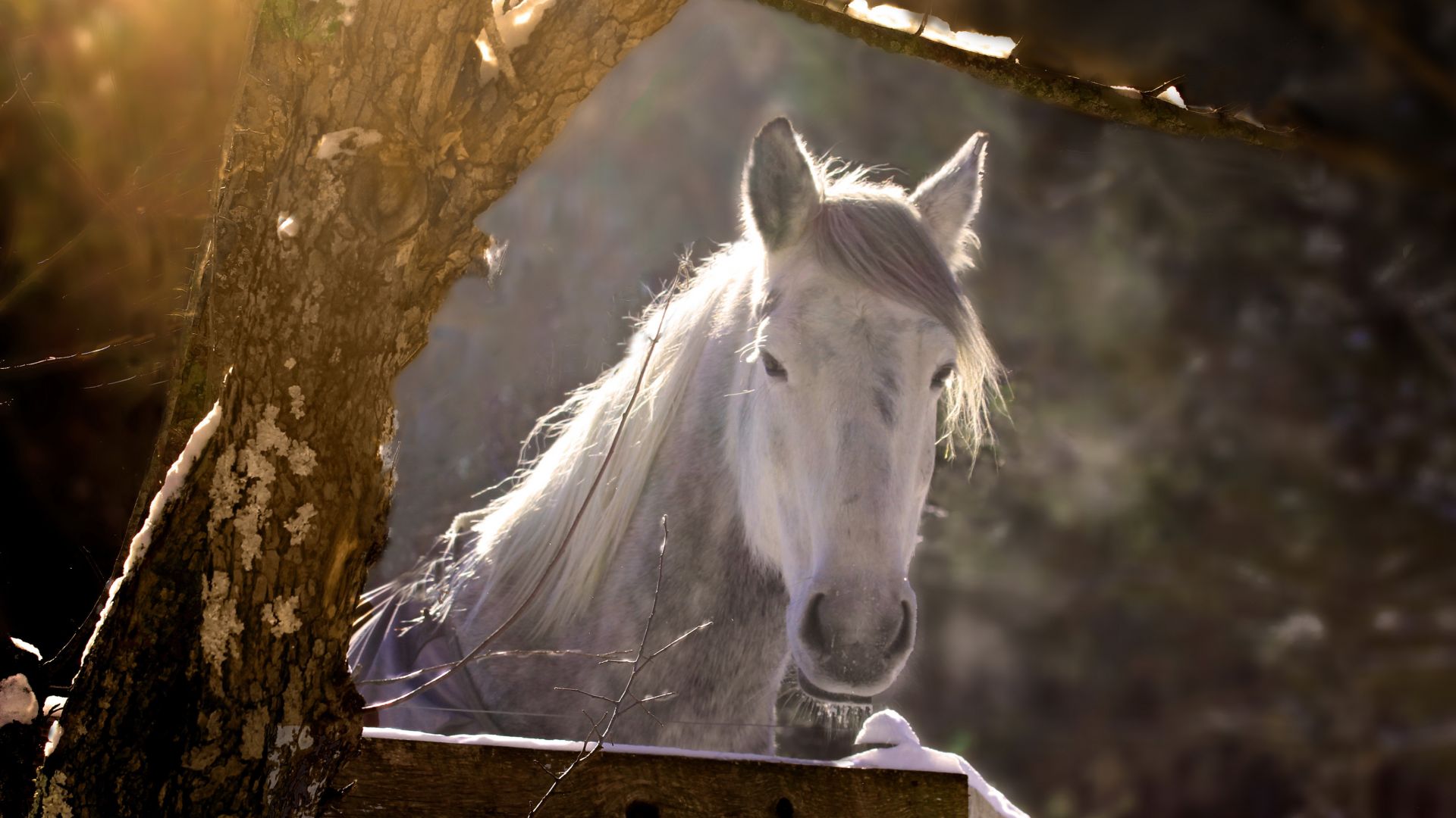 Wallpaper White horse, muzzle, sunlight