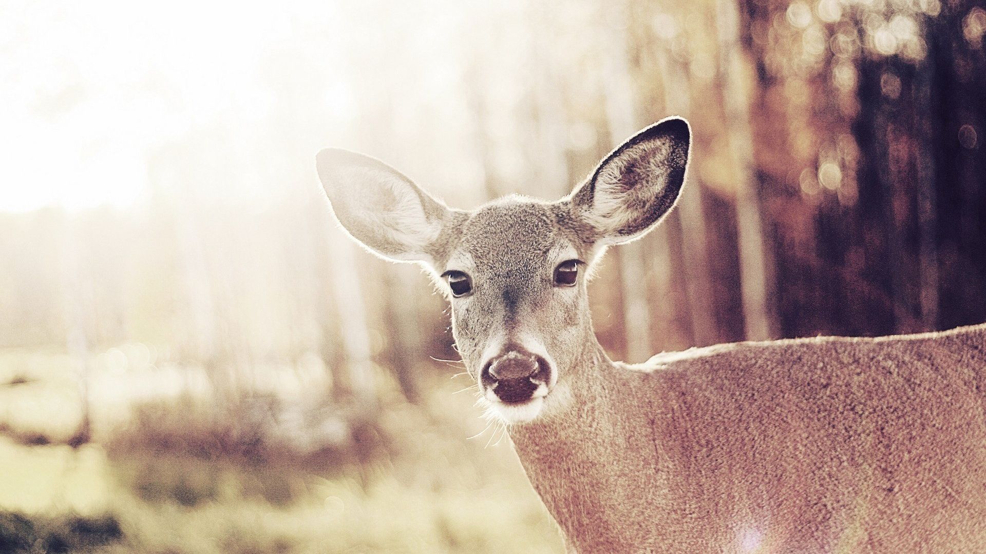 Wallpaper Cute wild deer bambi