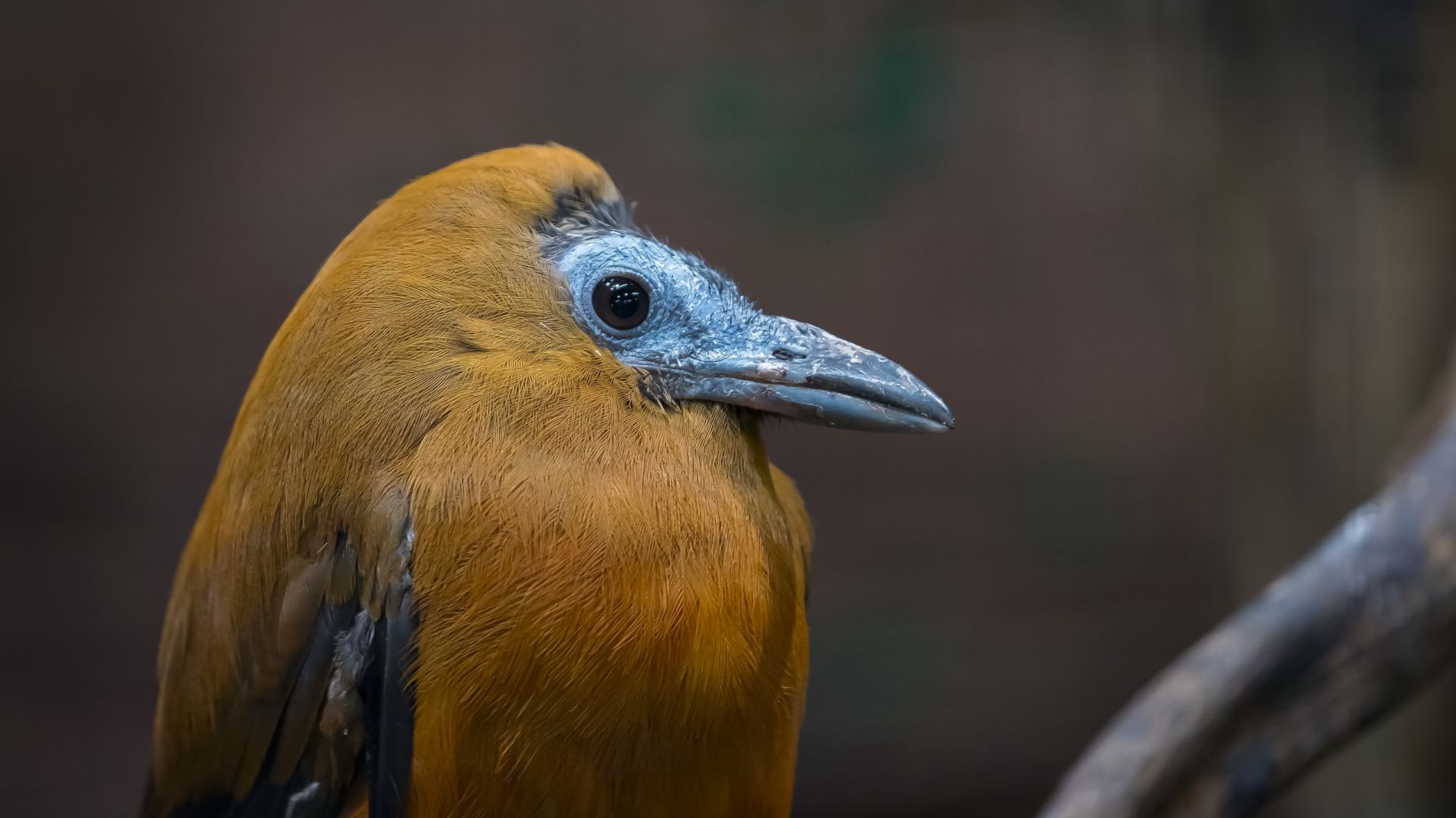 Wallpaper Orange, long beak, bird
