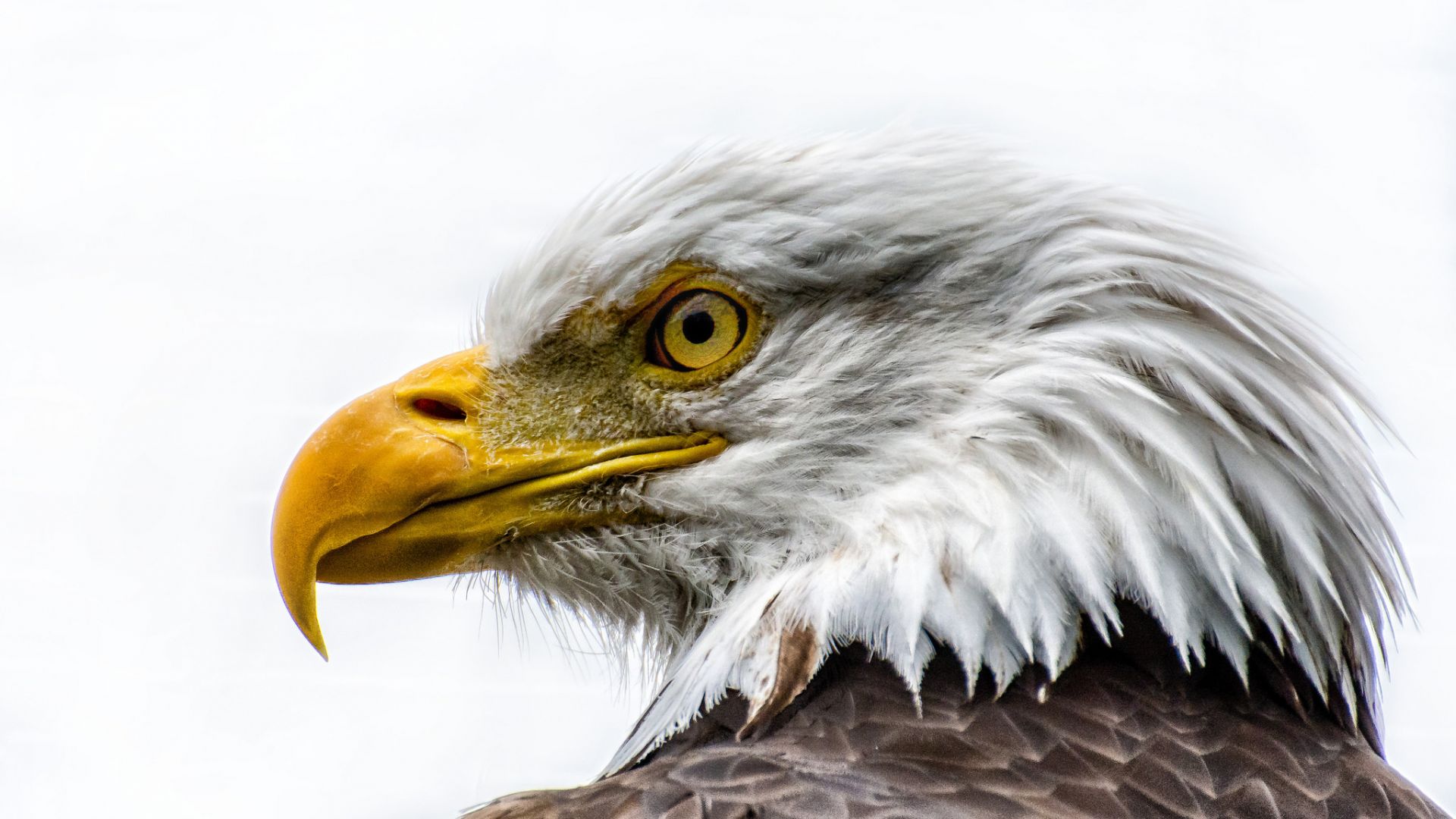 Wallpaper Bald Eagle, muzzle, beak, feathers