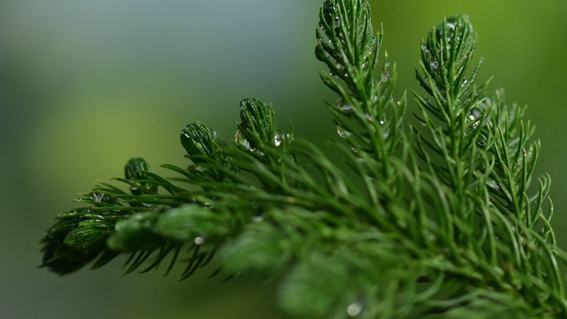 Wallpaper Pine leaves, close up, drops, 4k