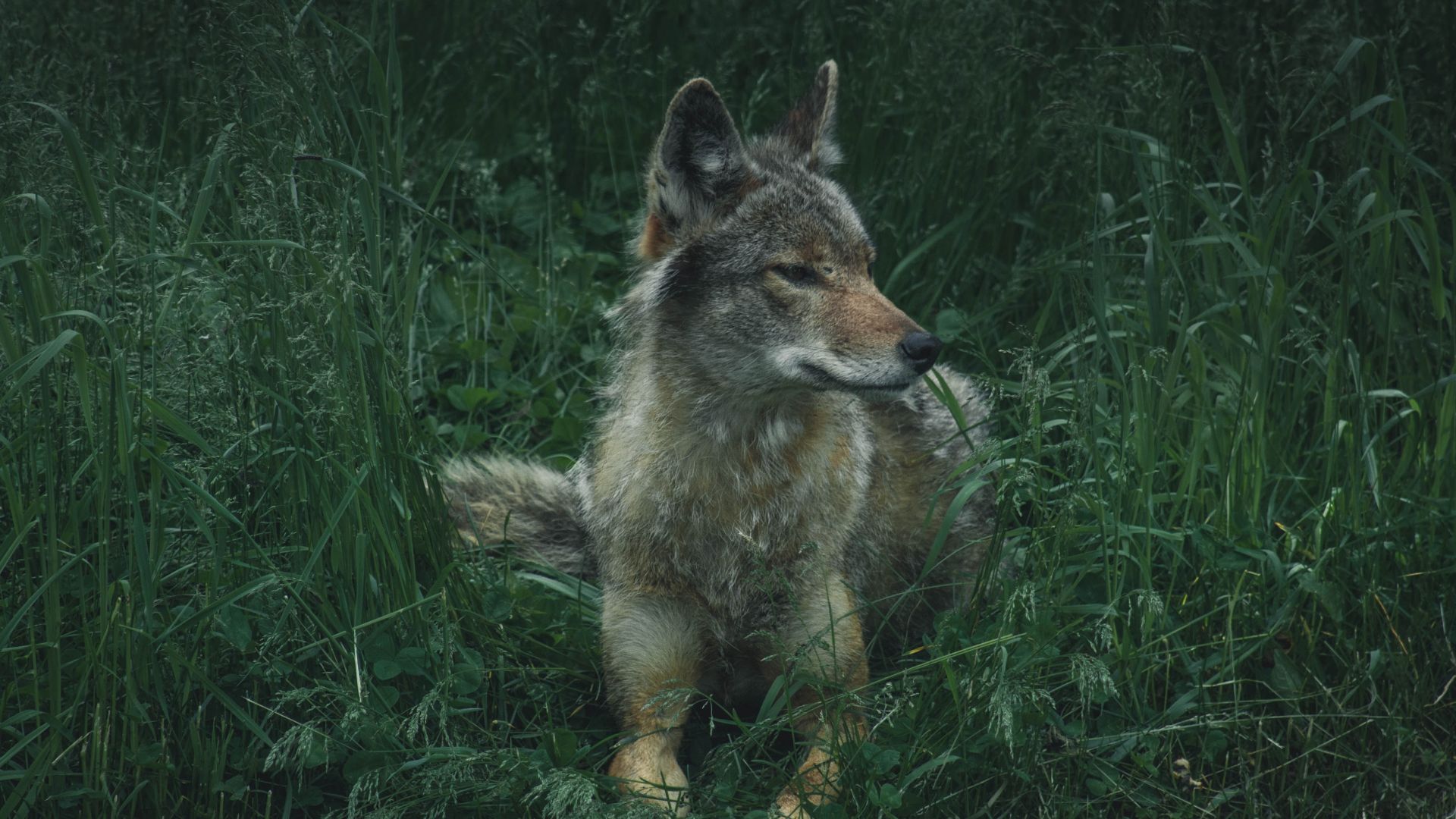 Wallpaper Wolf, wild, sit, calm, predator, grass, 4k