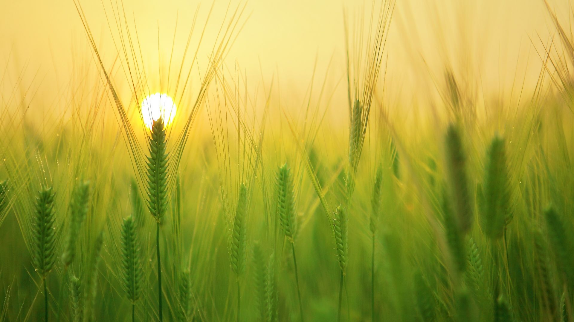 Wallpaper Barley wheat field, grass threads, sunrise, 4k