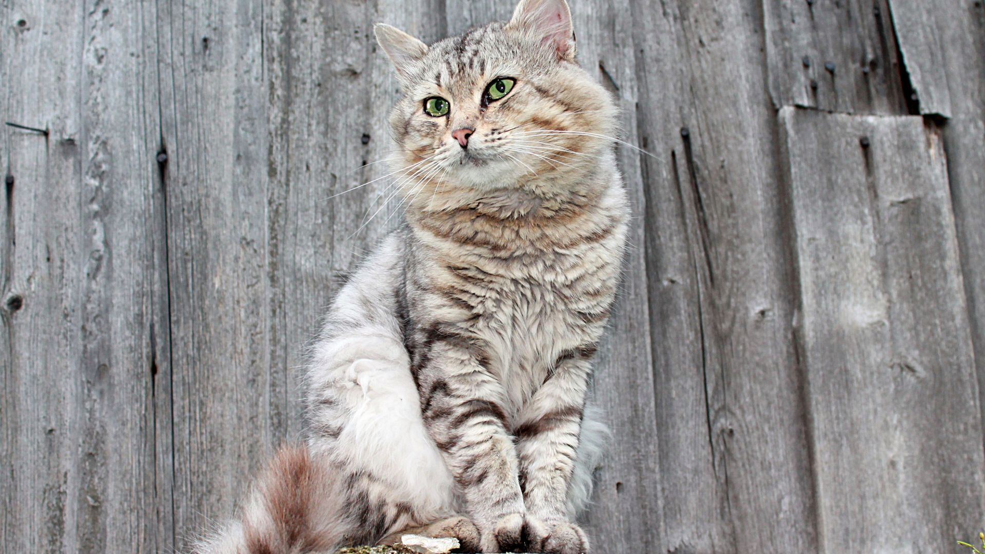 Wallpaper Cat, animal, looking away
