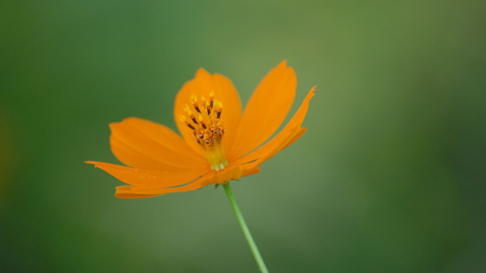Wallpaper Orange flower, portrait, blur, 4k