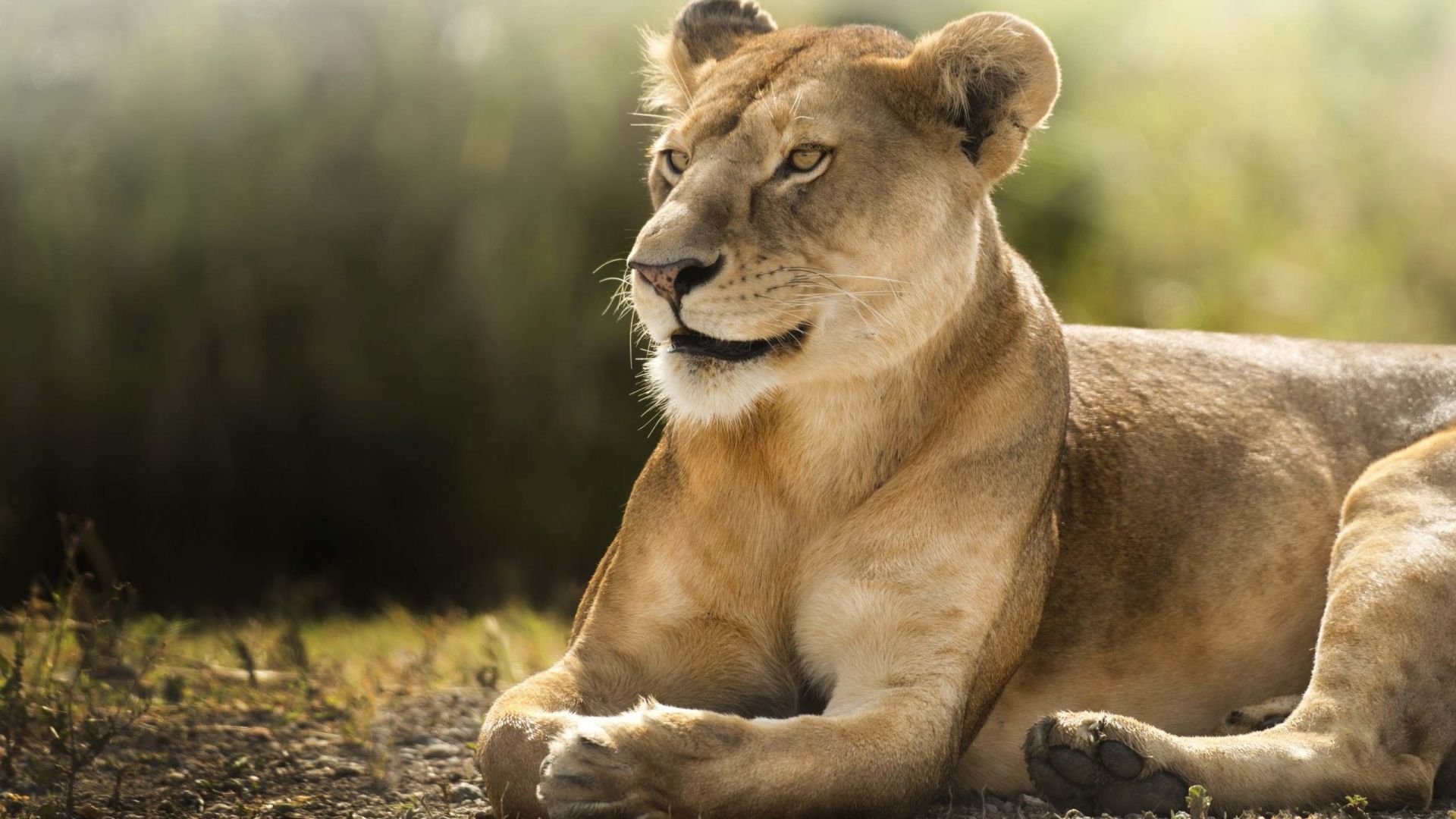 Wallpaper African lioness, animal, predator