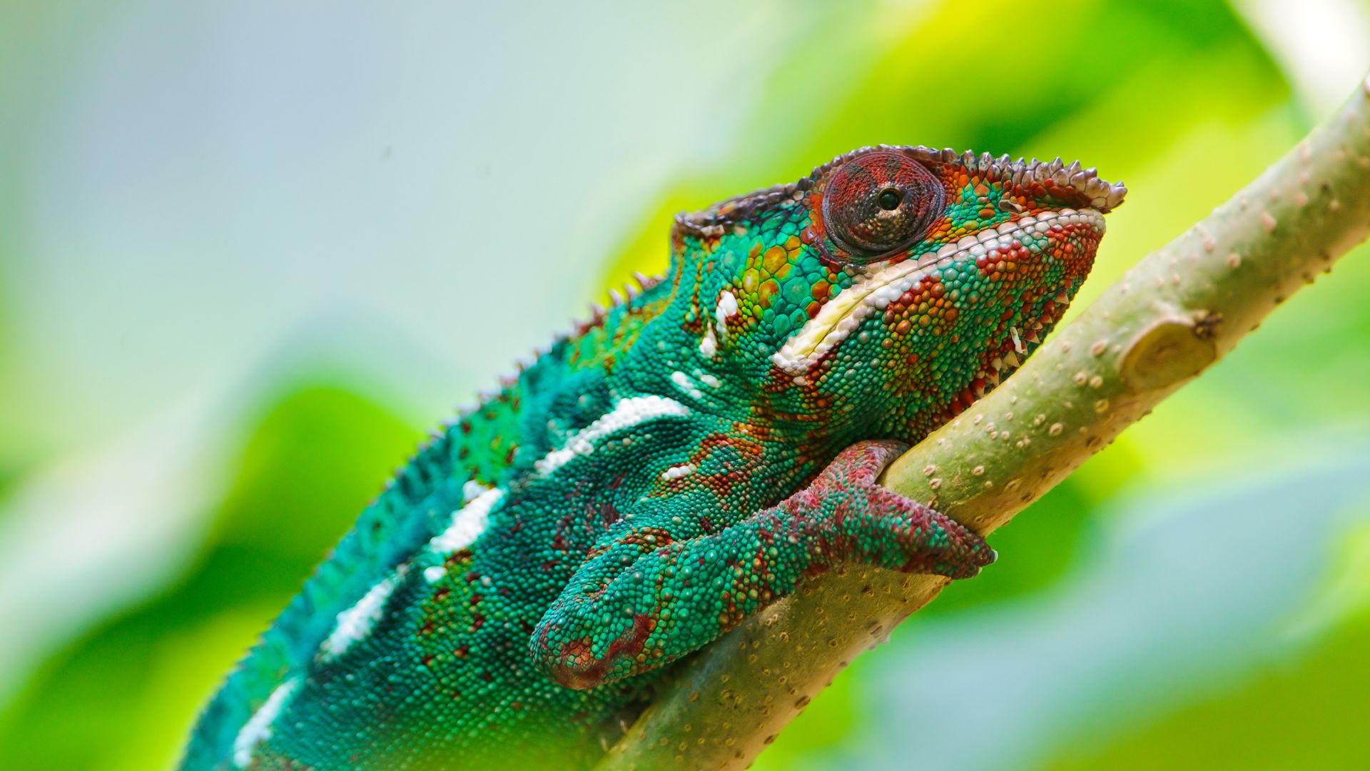 Wallpaper Colorfu, chameleon, lizard, animal