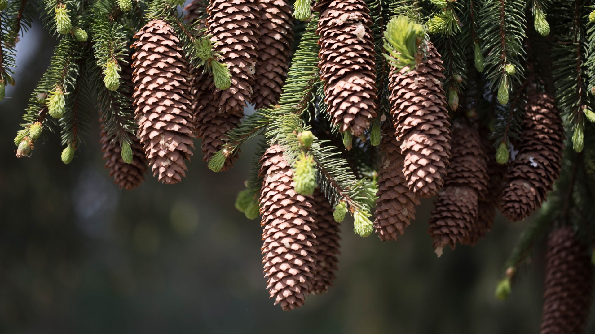 Wallpaper Cones fir pine