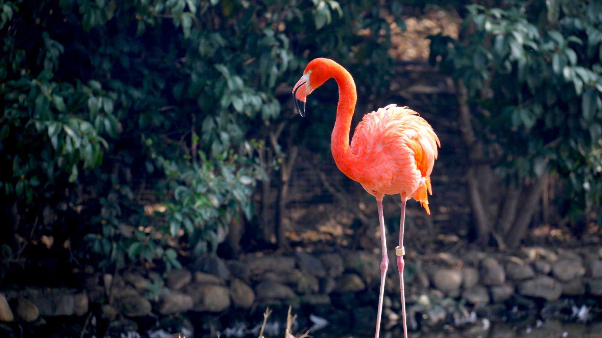 Wallpaper Flamingo, pink bird, big bird, stand