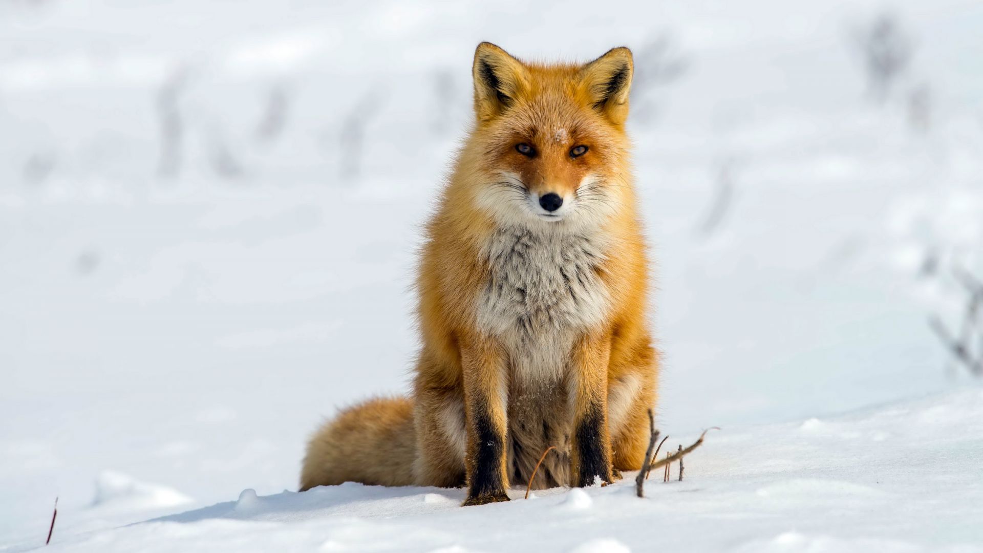 Wallpaper Winter, sitting, Red fox, wildlife