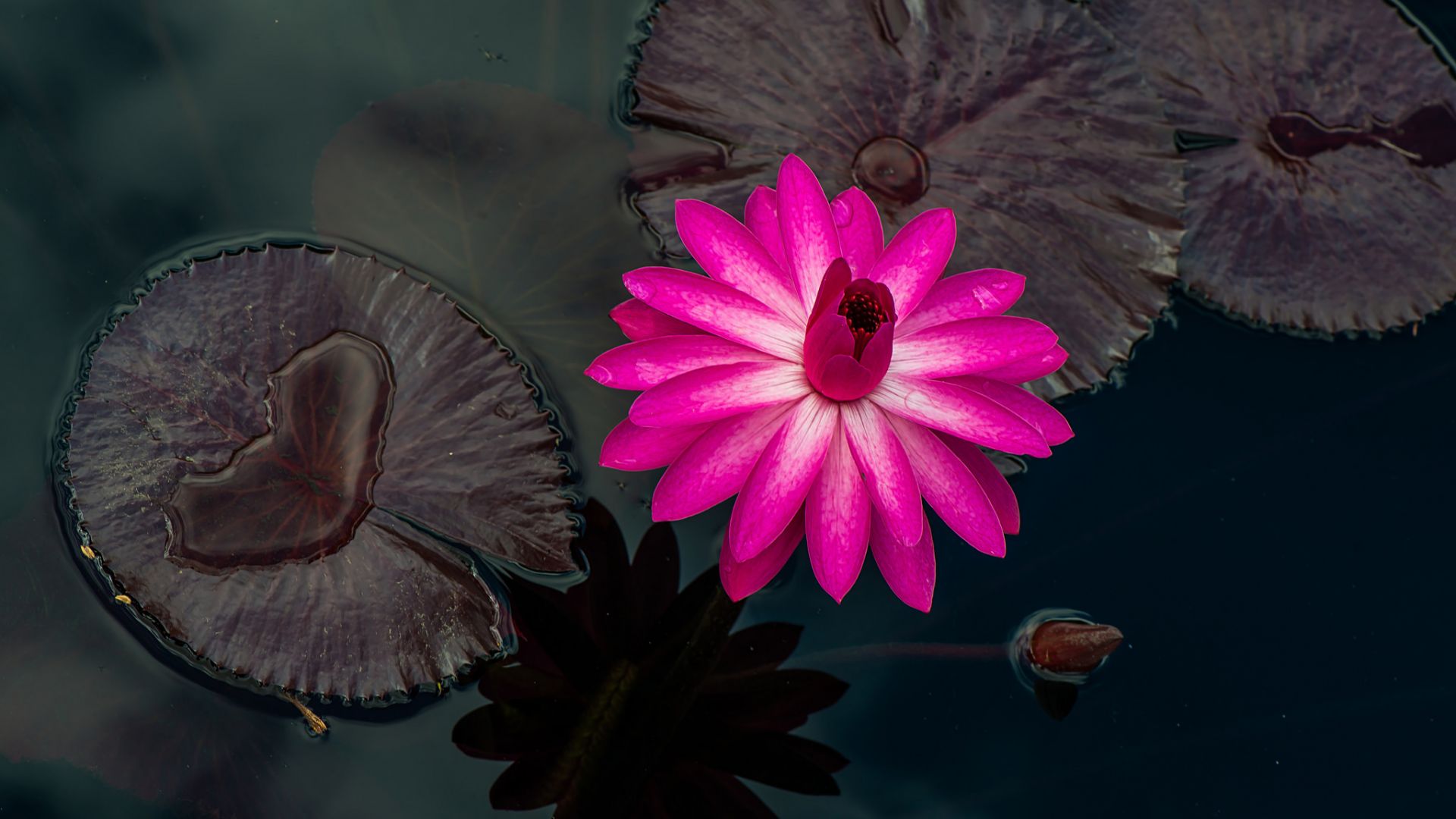 Wallpaper Pink water lily flower, pond, lake