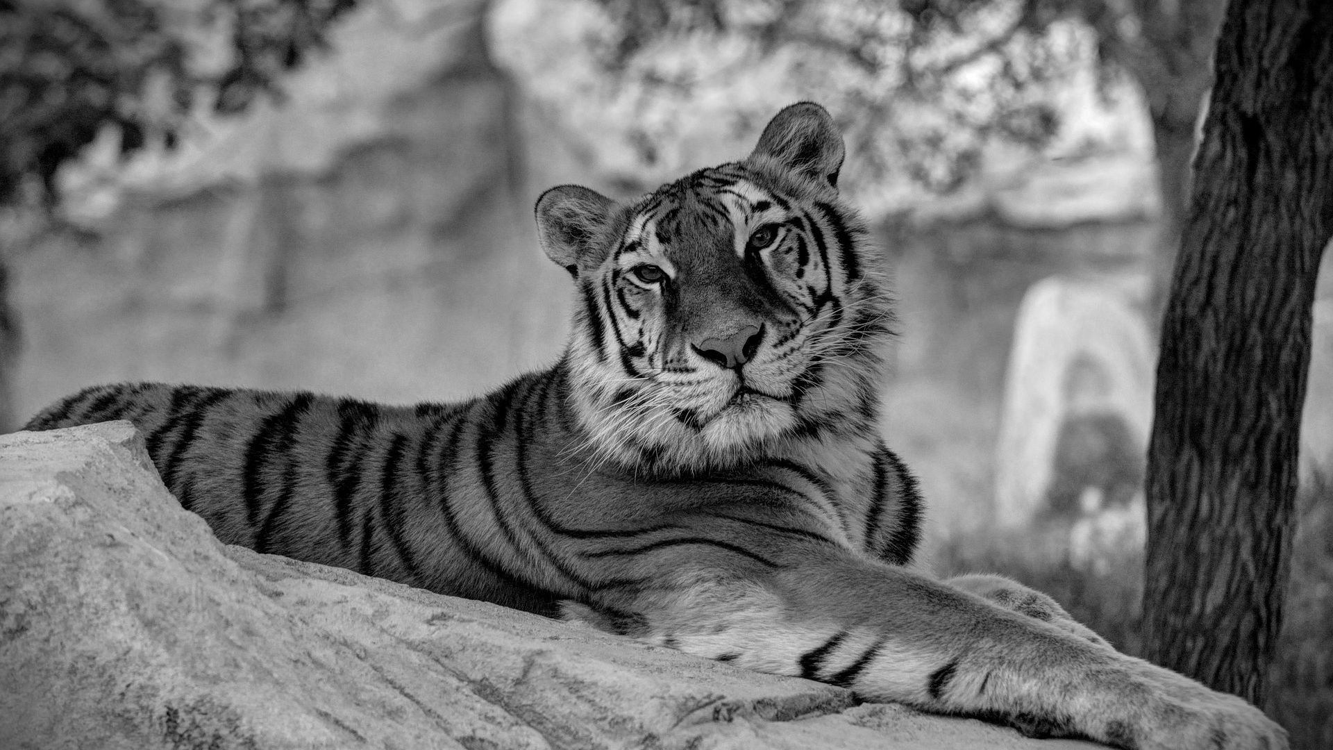 Wallpaper Tiger, stare, wild animal, monochrome