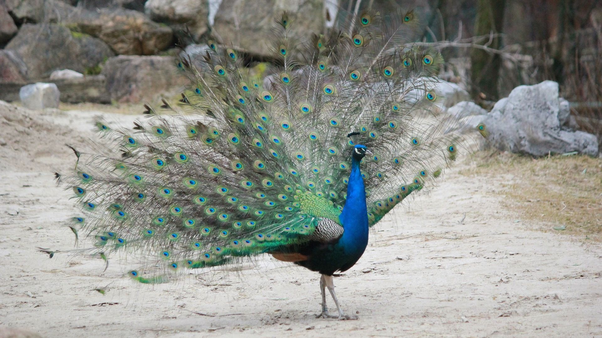 Wallpaper Peacock bird, dance, zoo