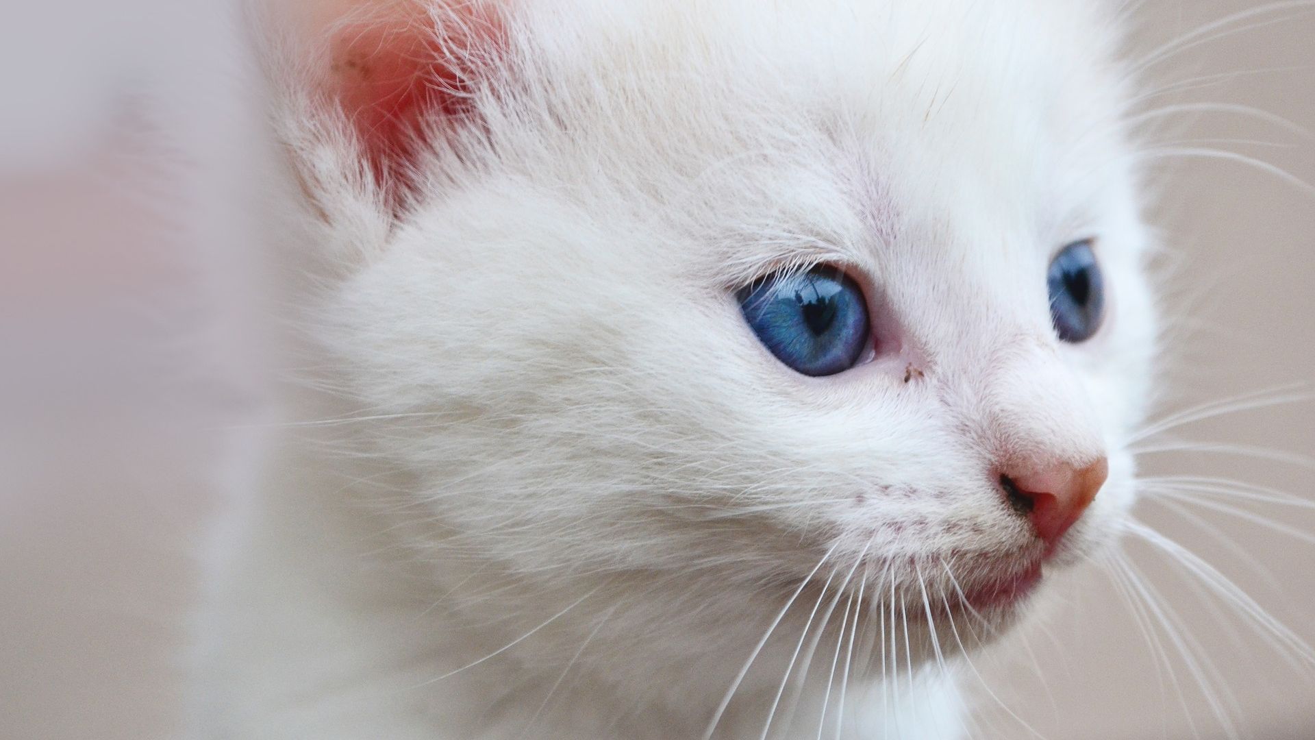 Wallpaper White cat muzzle, blue eyes