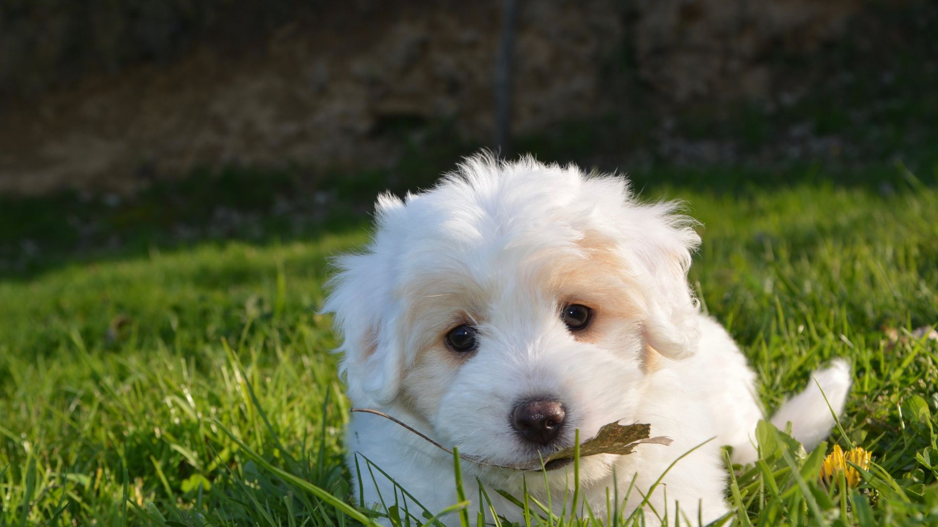 Wallpaper Petit Basset Griffon Vendéen, dog, puppy, eating grass, cute