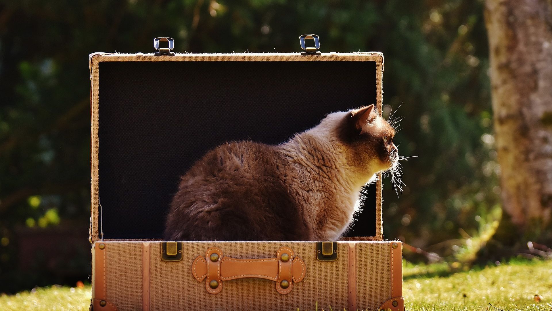 Wallpaper British shorthair cat, luggage, suitcase