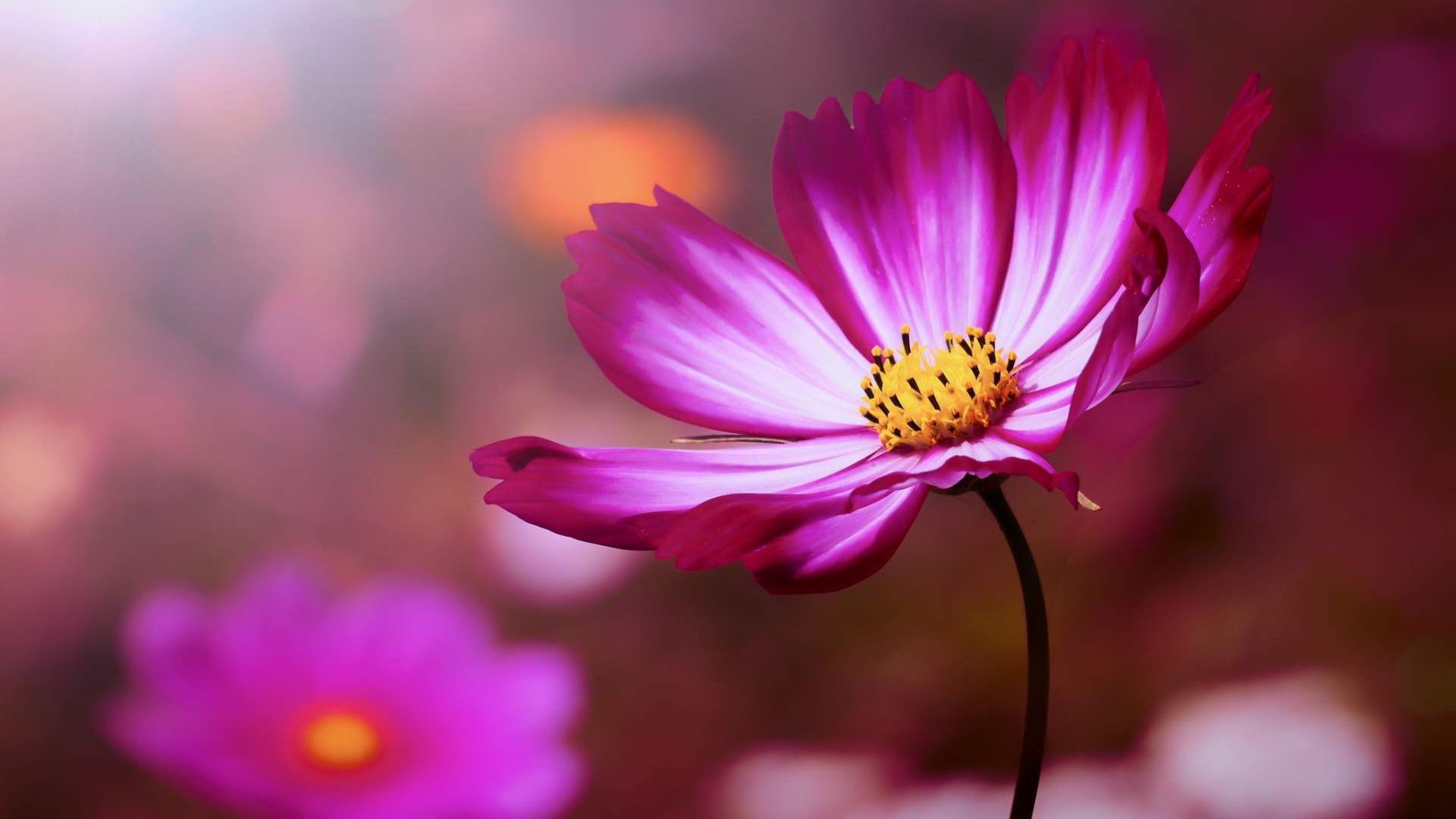 Desktop Wallpaper Pink Cosmos Flower, Hd Image, Picture, Background, 8r2vbn