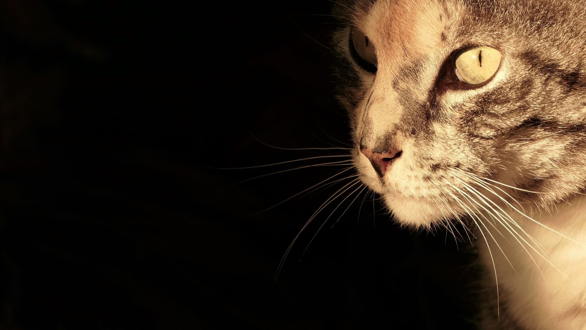 Wallpaper Cat muzzle portrait