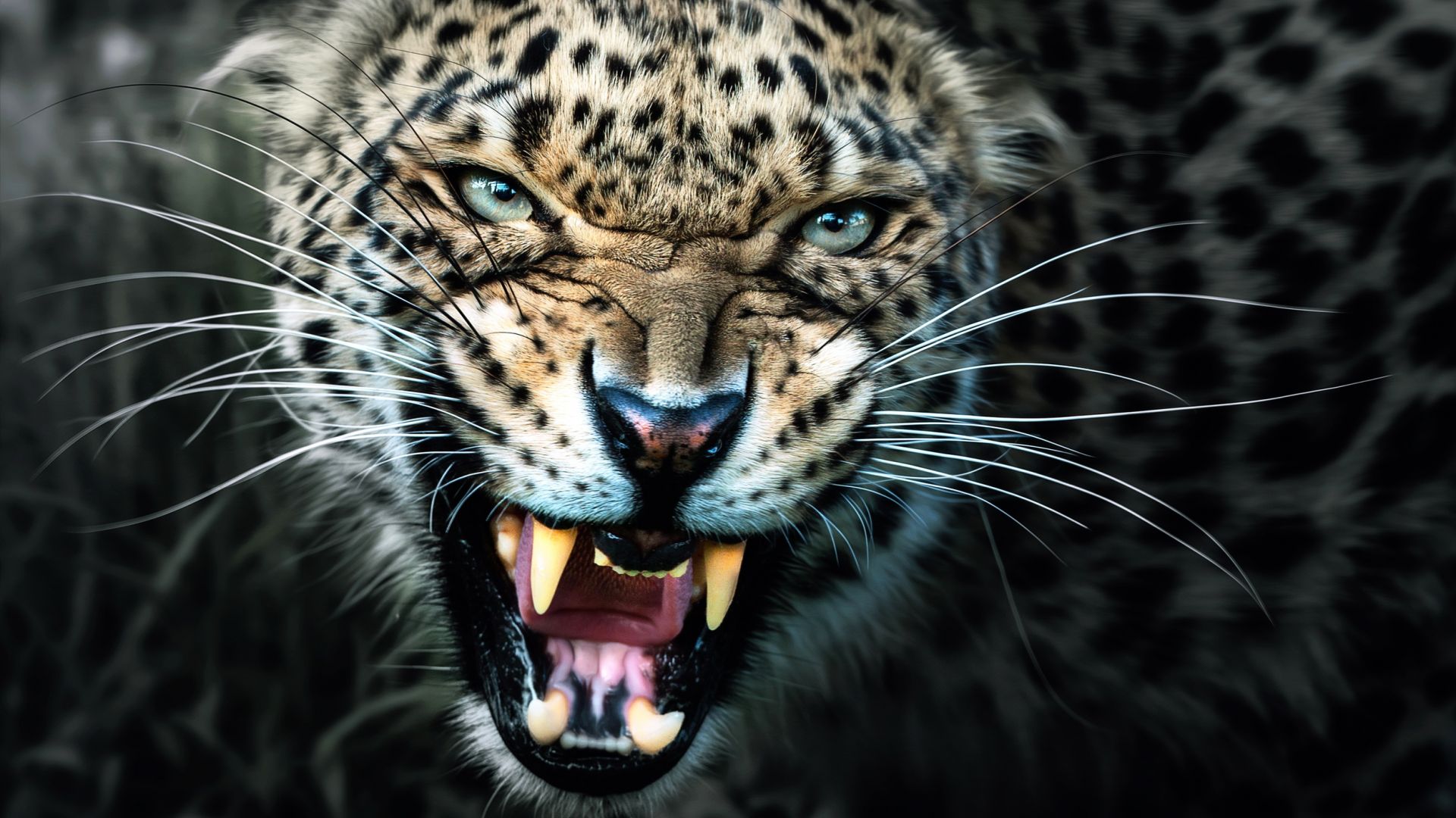 Wallpaper Angry leopard muzzle, wild animal
