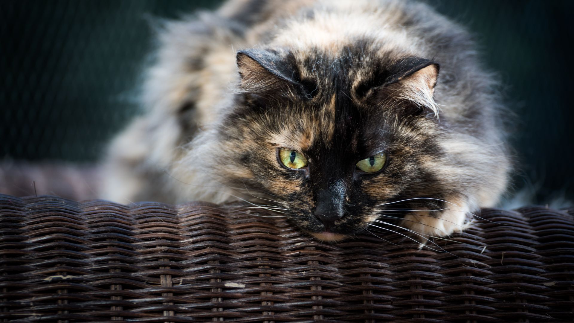 Wallpaper Cat, furry cat, relaxing