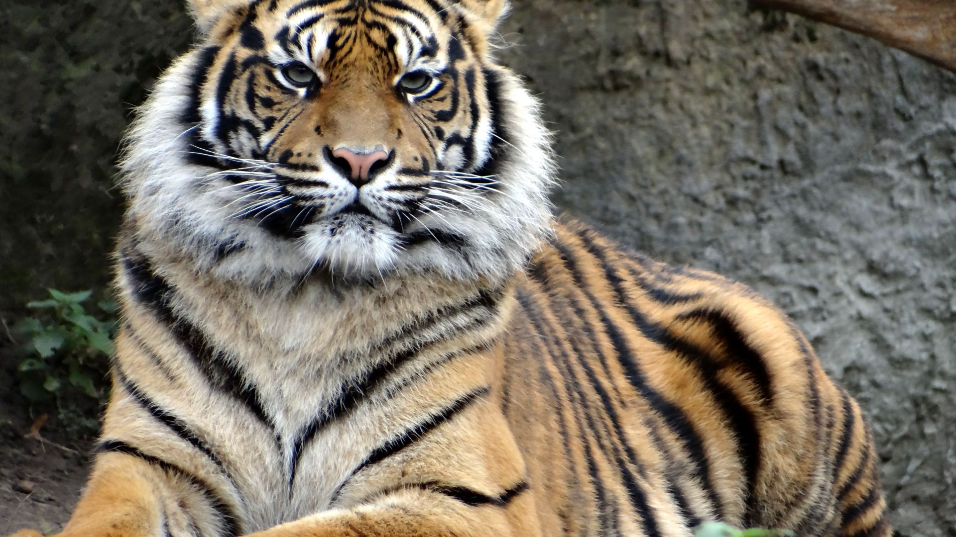 Wallpaper Sumatran tiger, predator, calm, sit, 4k