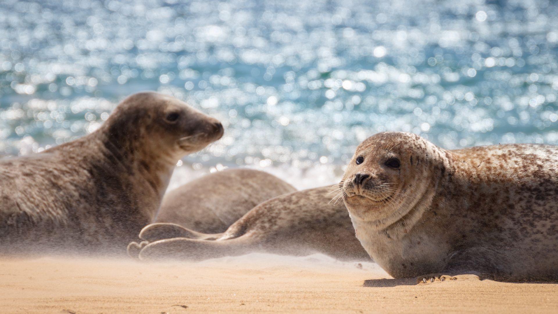 Wallpaper Seal, water animals, play, beach
