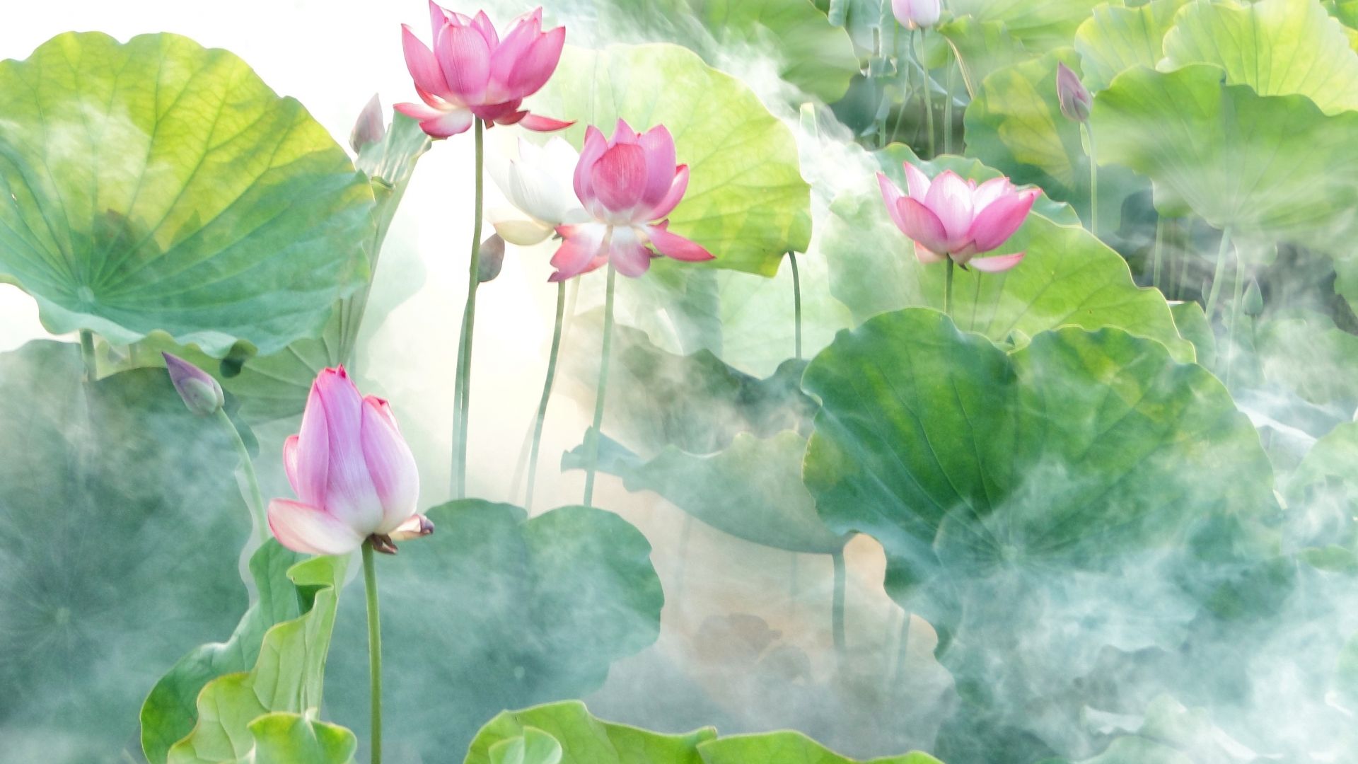 Wallpaper Pond, lotus, flowers, leaves