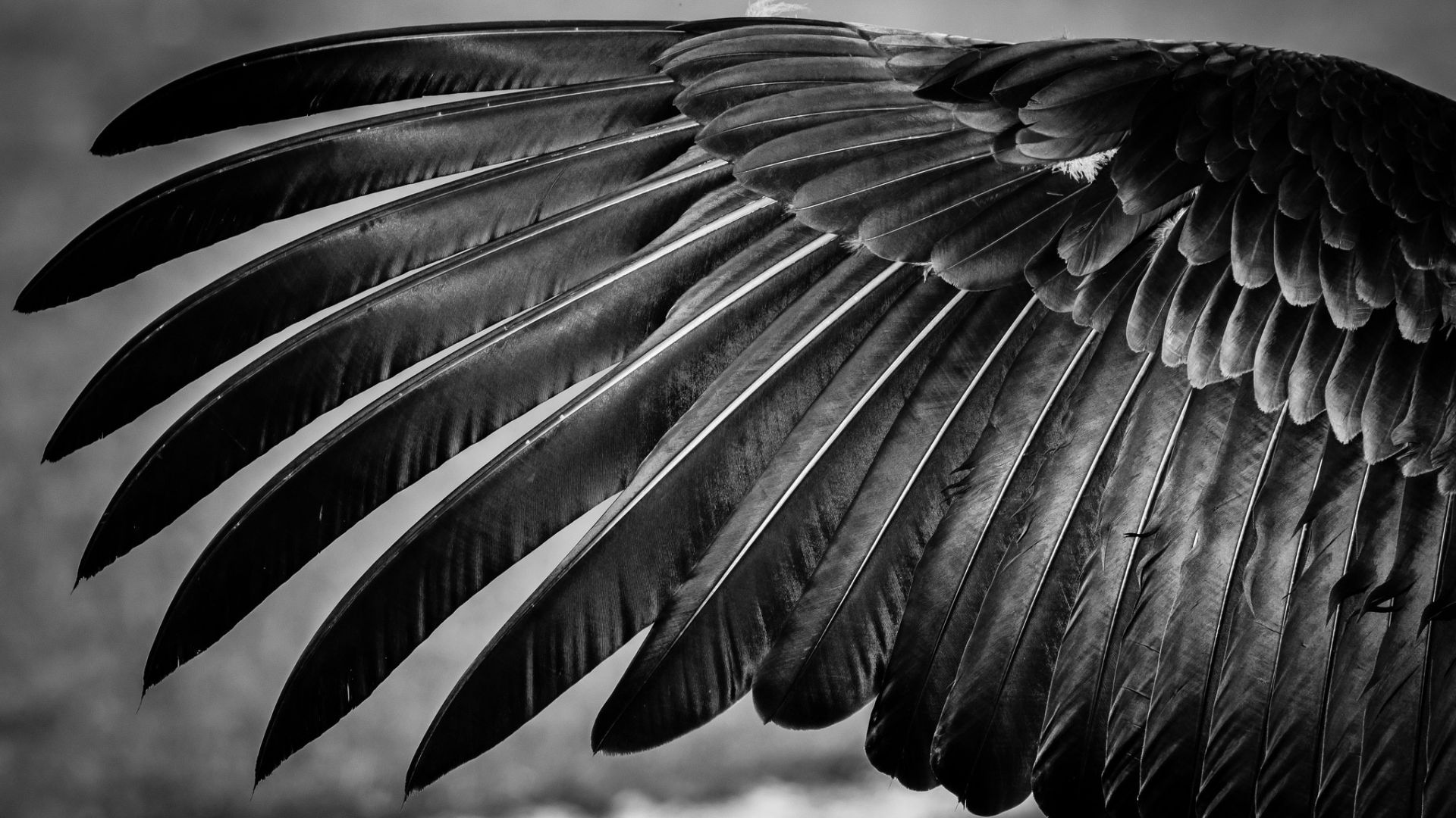 Wallpaper Feathers, wings, bird