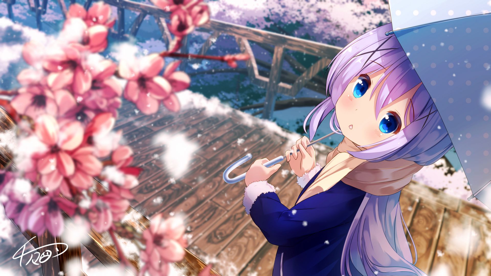 Wallpaper Blossom, outdoor, anime girl, kafuu chino