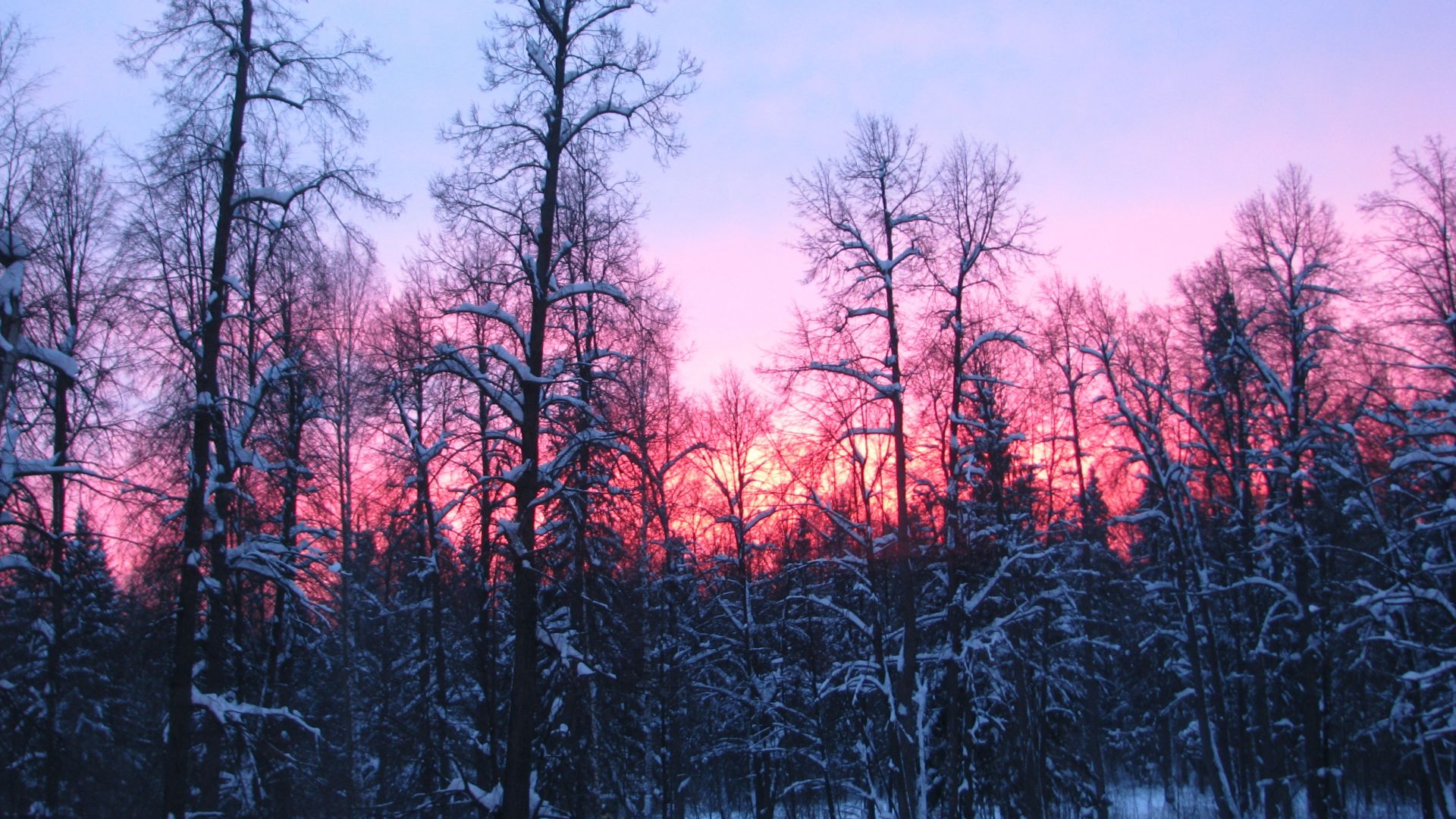 Wallpaper Winter, evening, sunset, nature, tree