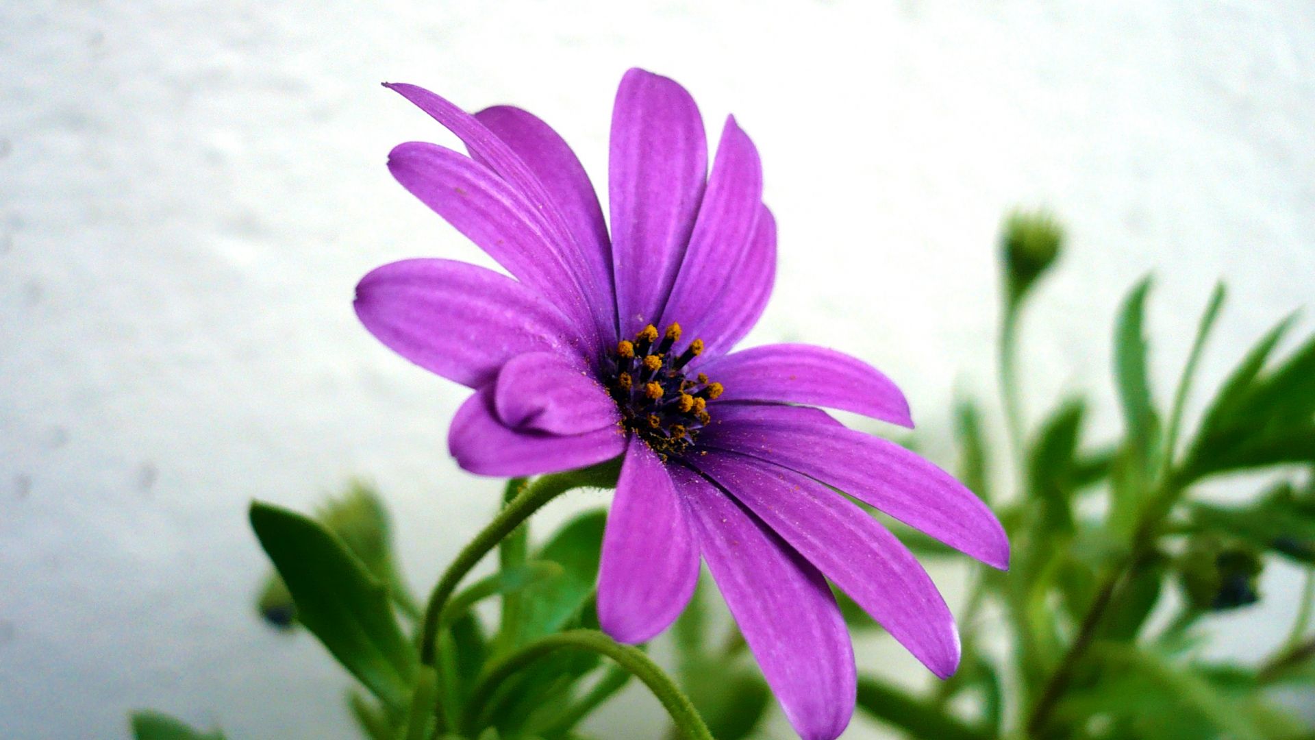 Wallpaper Purple flower close up