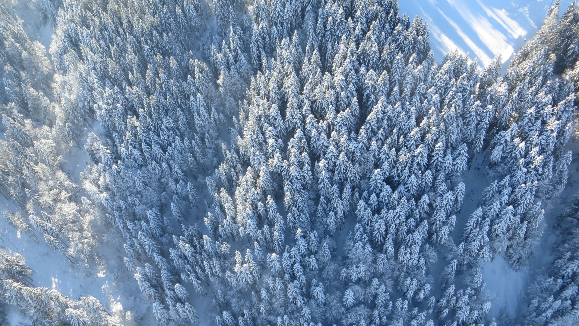 Wallpaper Winter, forest, aerial view, 4k