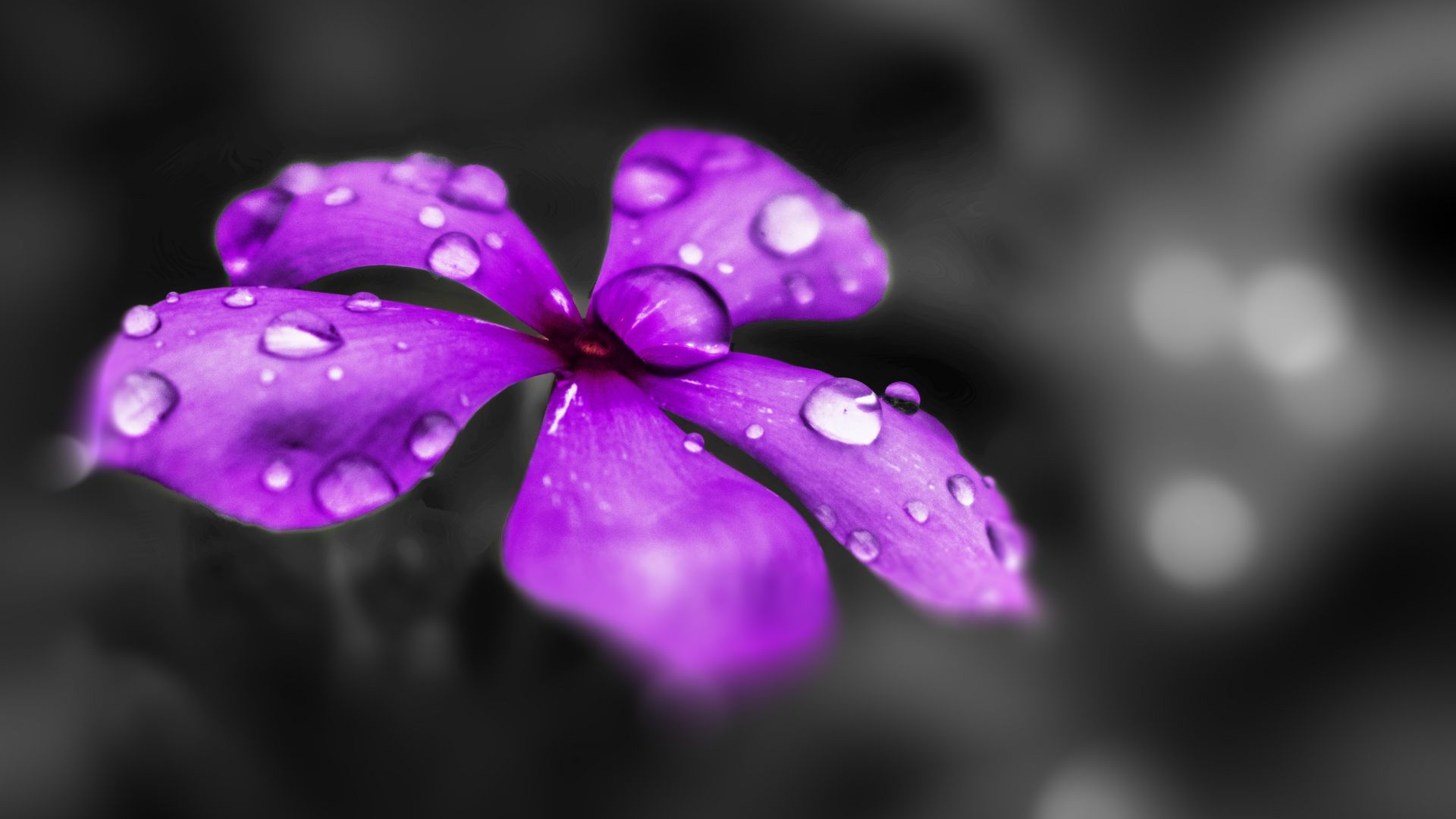 Wallpaper Water drops, purple flower, blur, 5k
