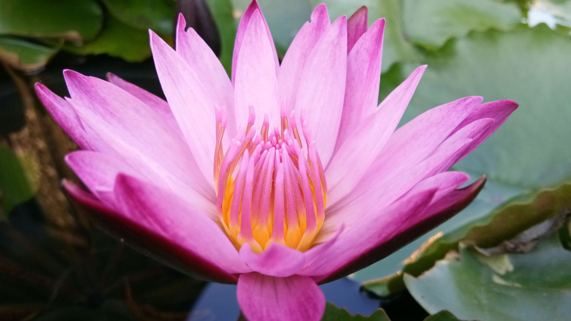 Wallpaper Water lily, pink flower, close up, 4k
