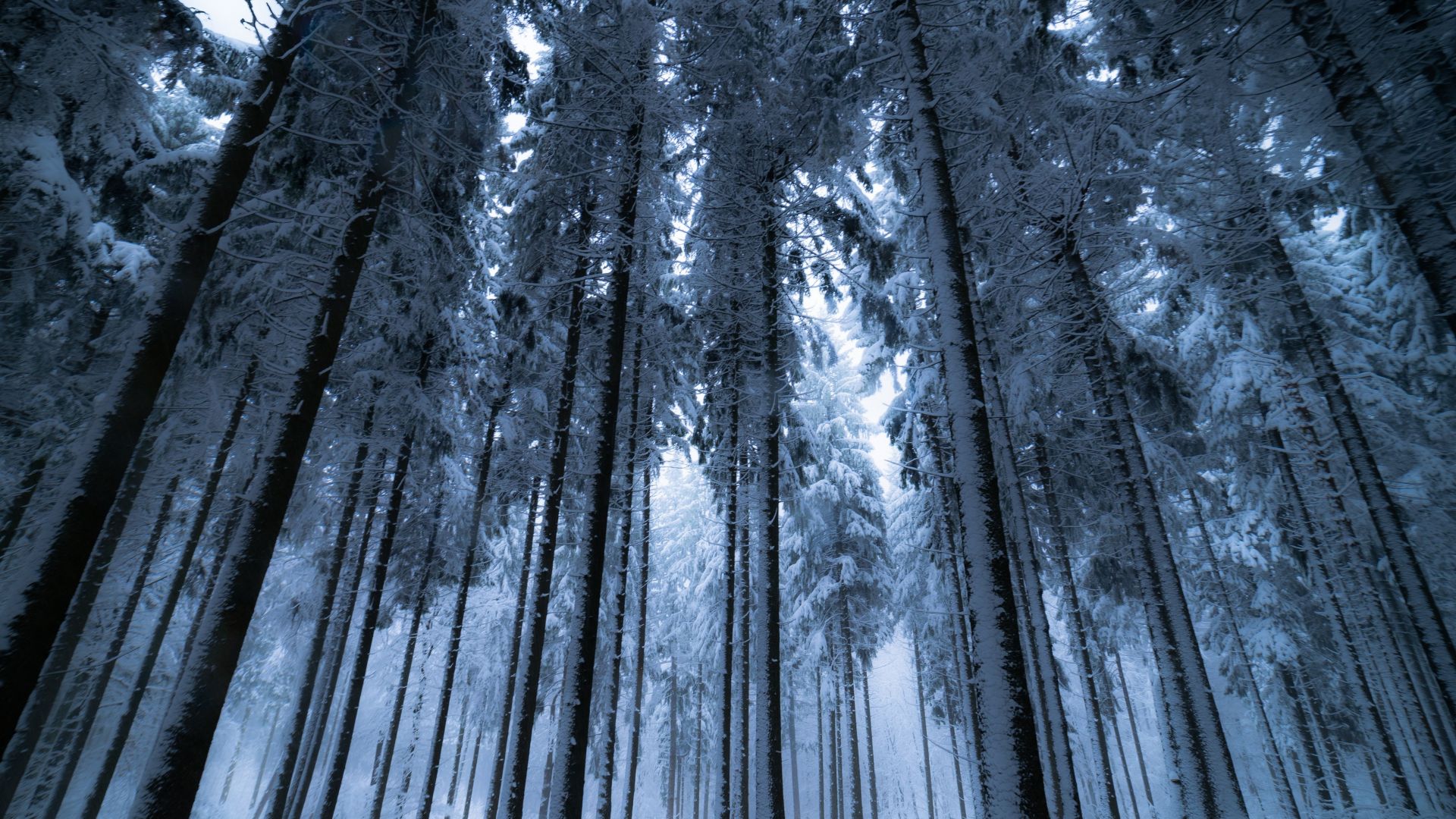 Wallpaper Trees, forest, winter, 5k