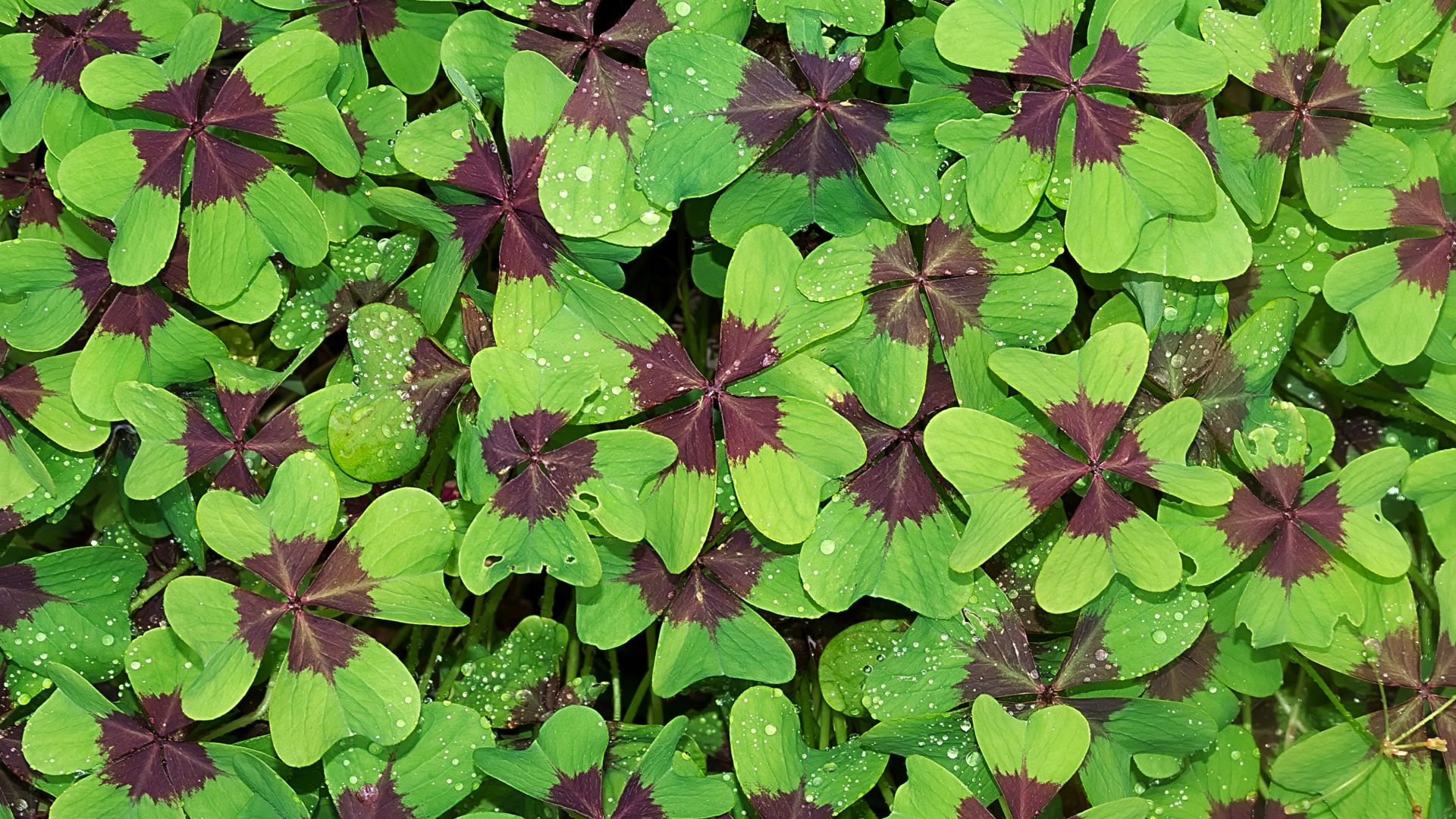Wallpaper Green & brown leaves, water drops