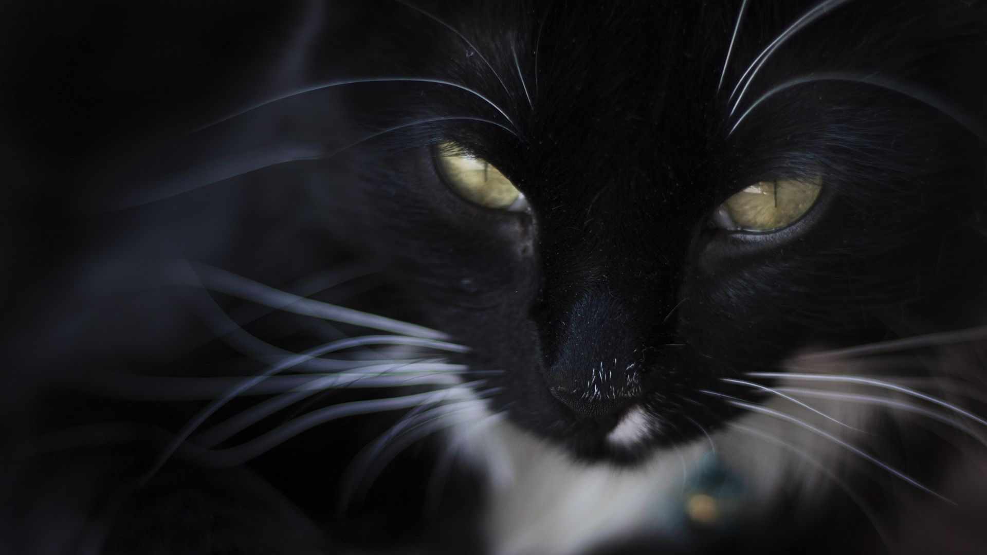 Wallpaper Black cat, yellow eyes, fur, muzzle