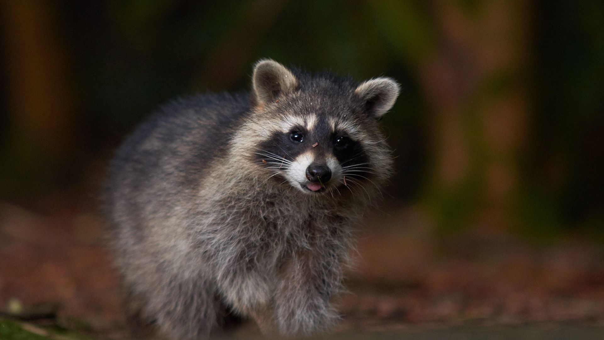 Wallpaper Raccoon, furry, cute animal