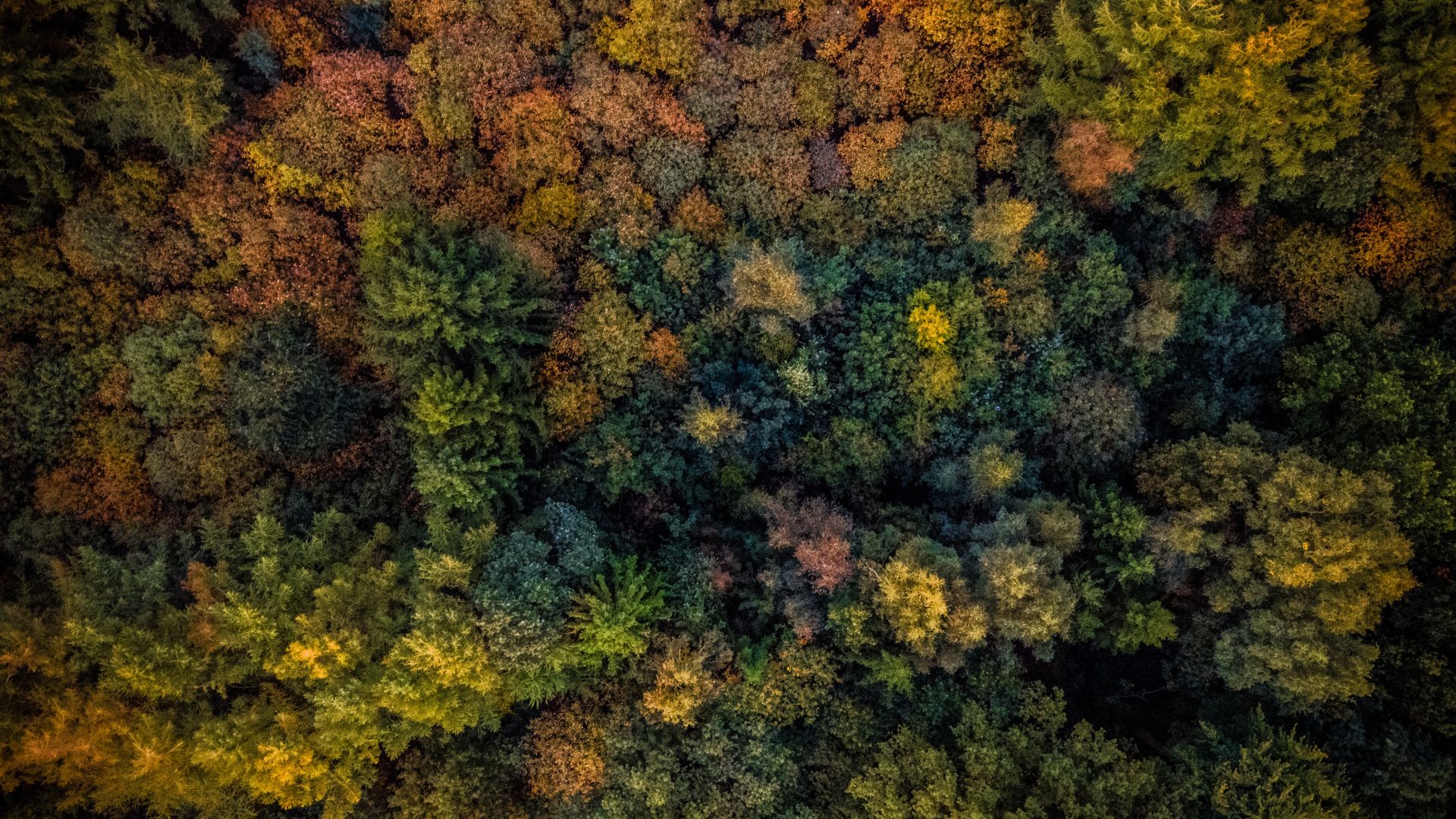 Wallpaper Autumn, trees, forest, aerial view, 4k