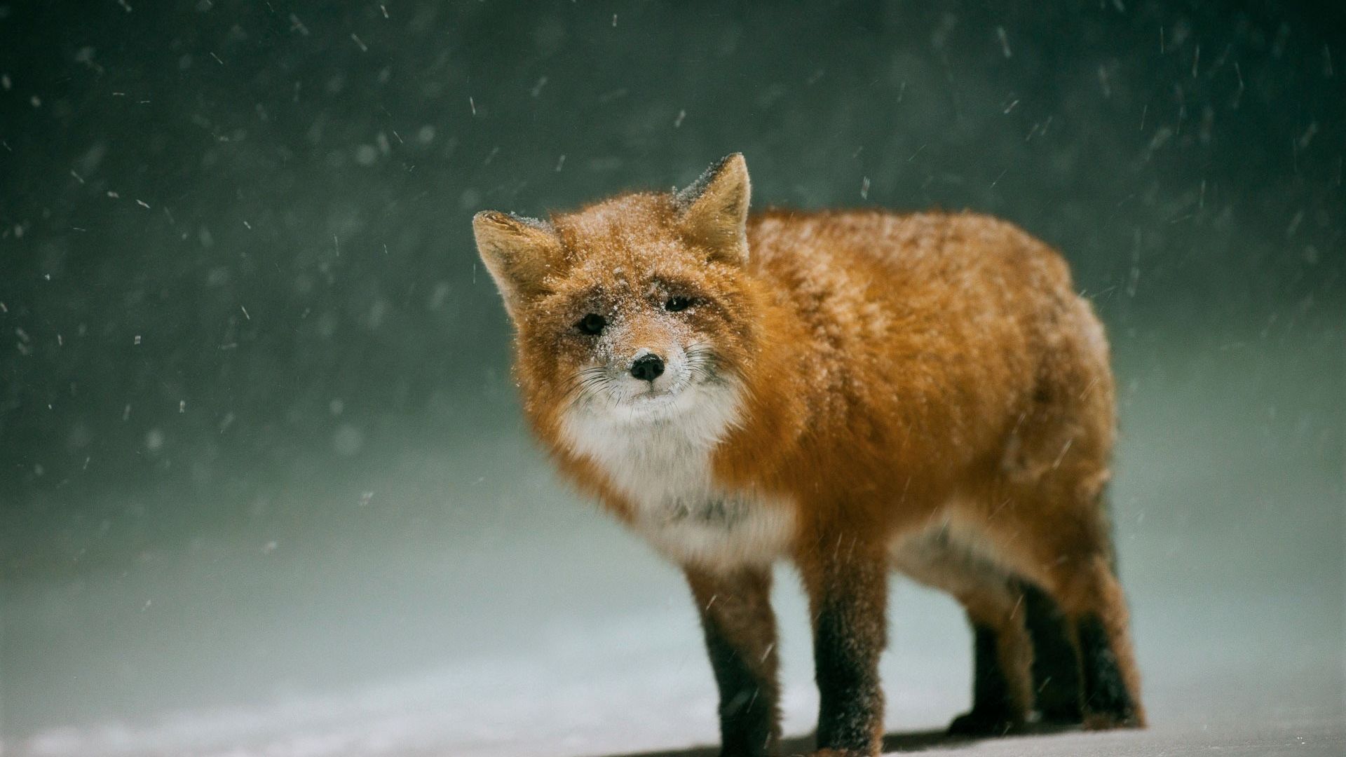 Wallpaper Cute, red fox, snow fall