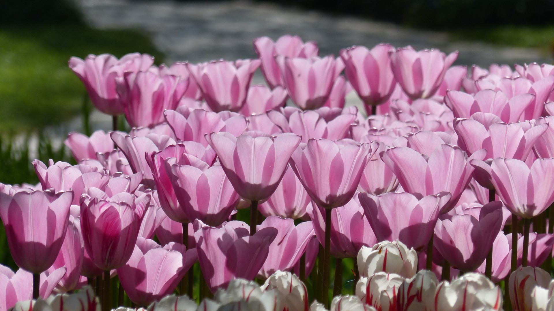 Wallpaper Tulips, pink flowers, spring, 4k