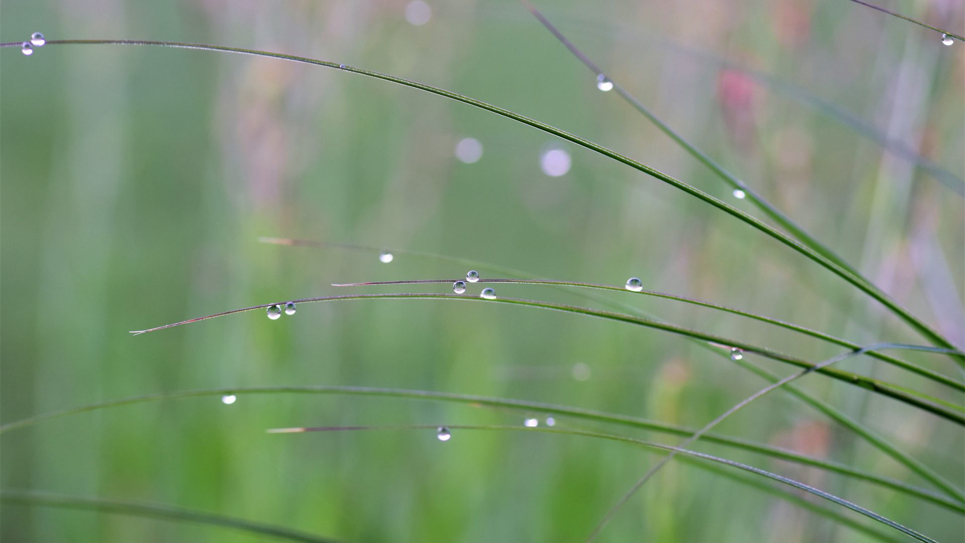 Wallpaper Dew drops, drops, grass, grass threads