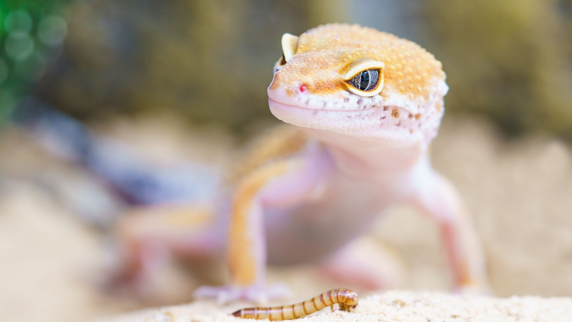 Wallpaper Gecko, lizard, reptile
