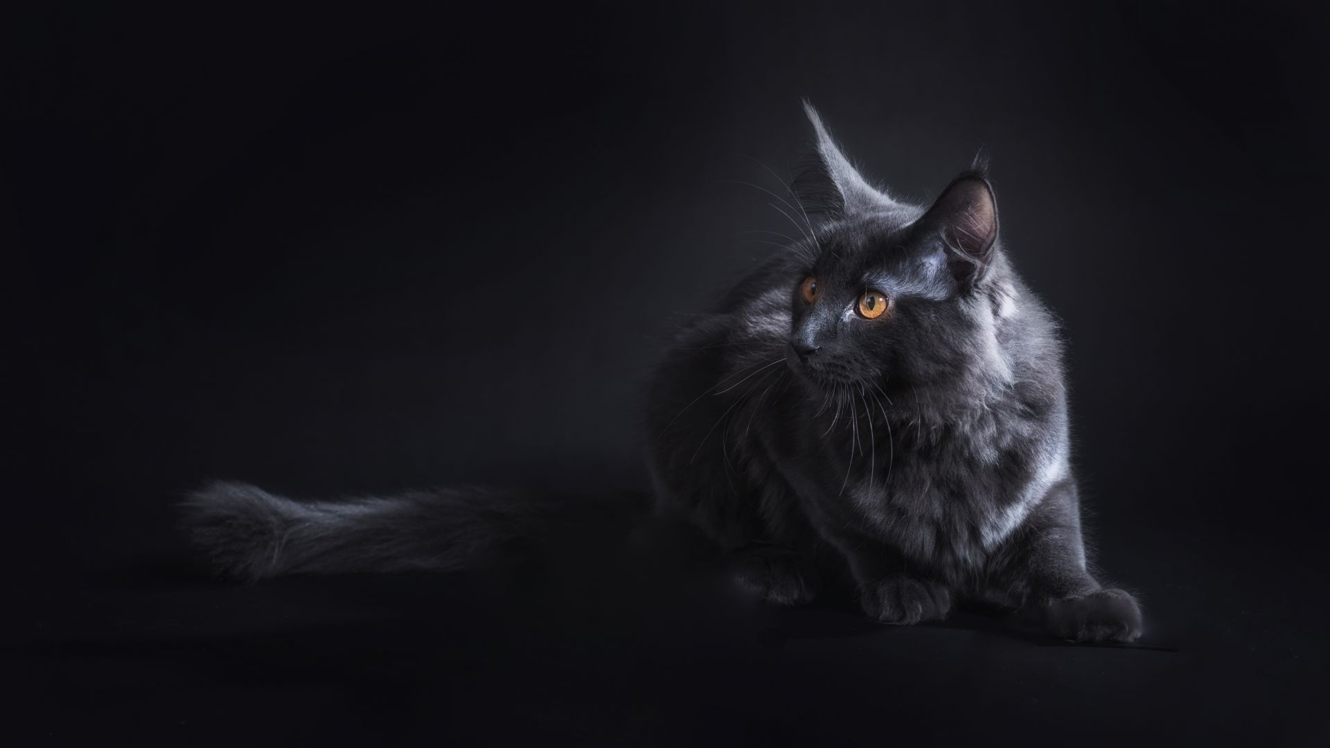 Desktop Wallpaper Black Cat, Portrait, Animal, 4k, Hd Image, Picture,  Background, 960421