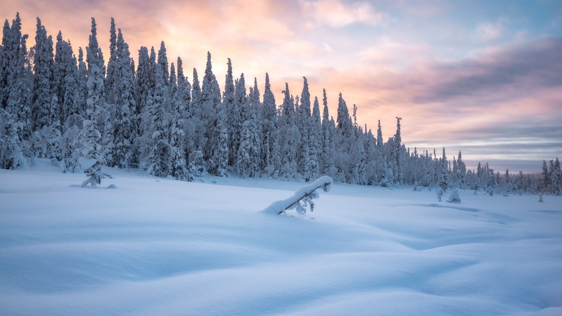 Wallpaper Snow layer, frozen trees, winter morning