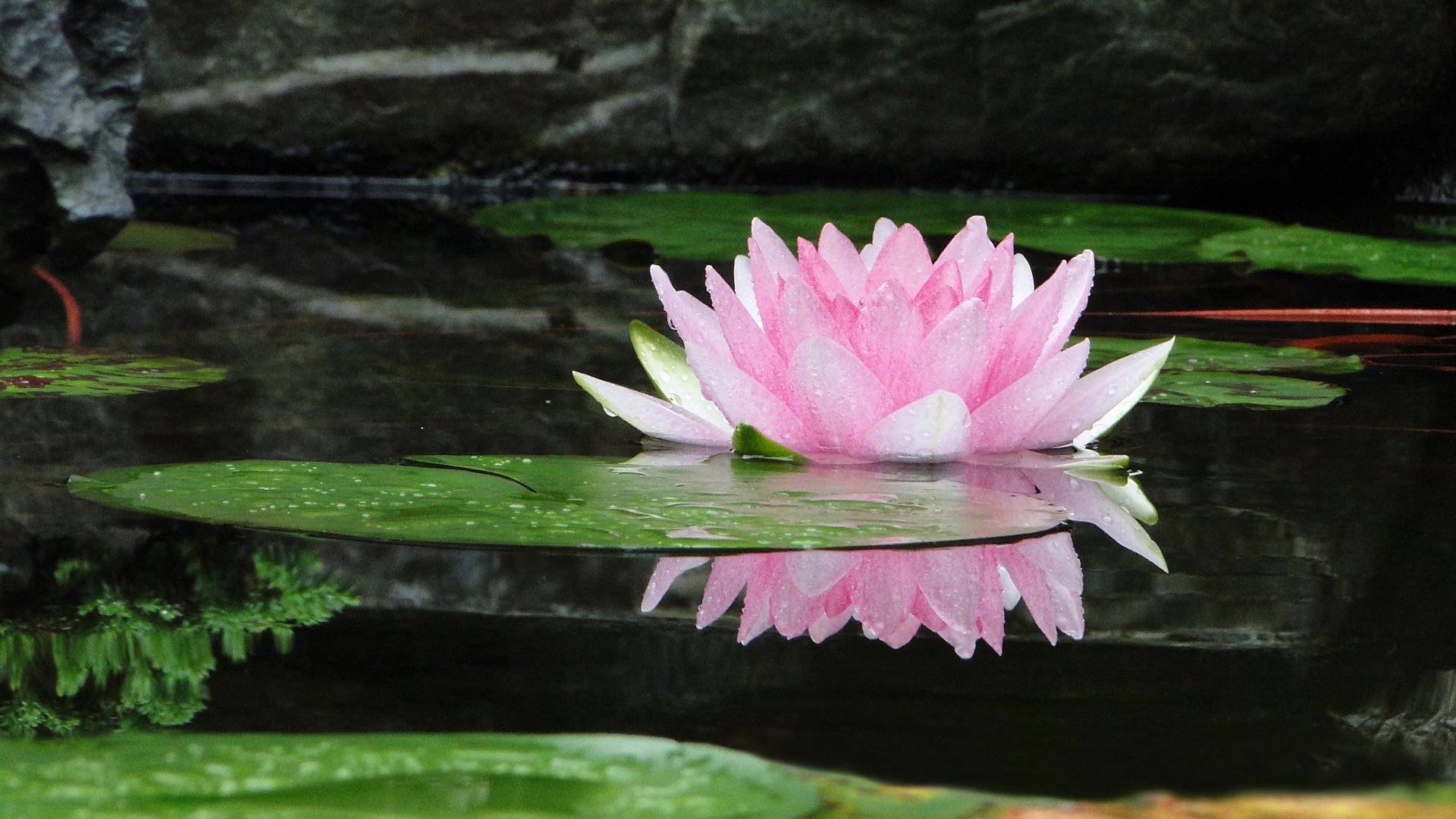 Wallpaper Flower, bloom, water lily, pink flower, reflections