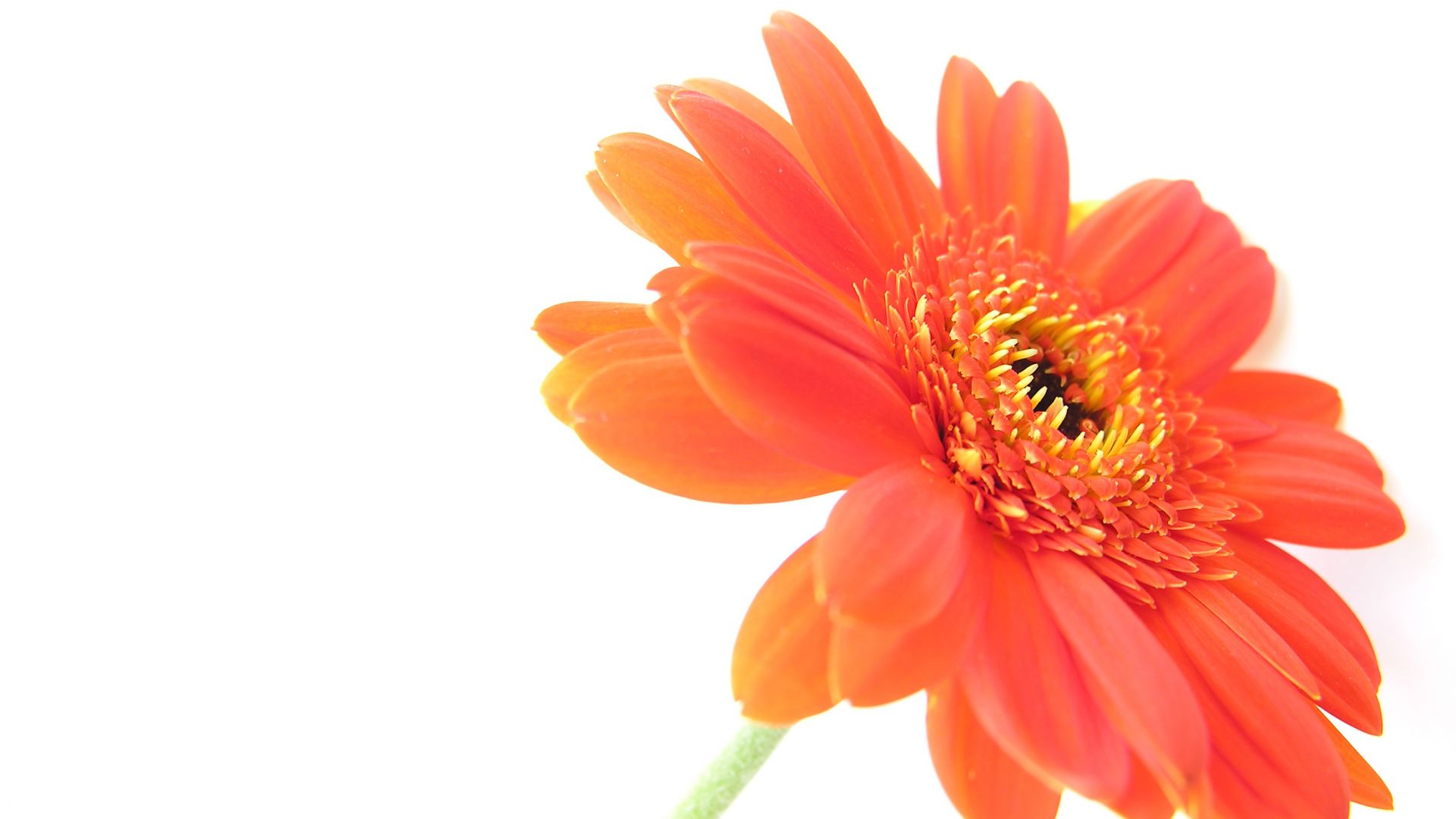 Wallpaper Flower, orange daisy, close up